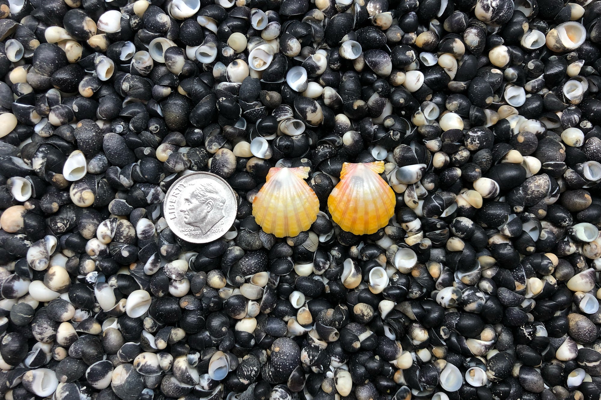 0958 Sunrise Shell Earrings