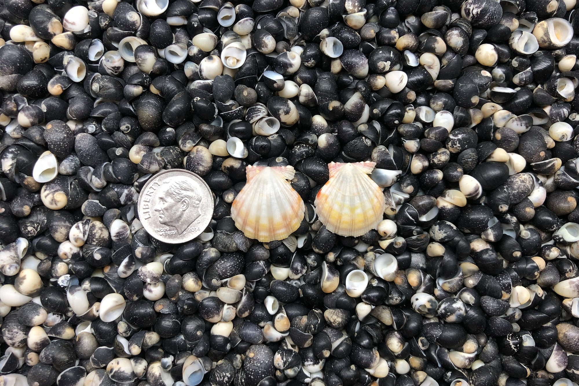 0959 Sunrise Shell Earrings