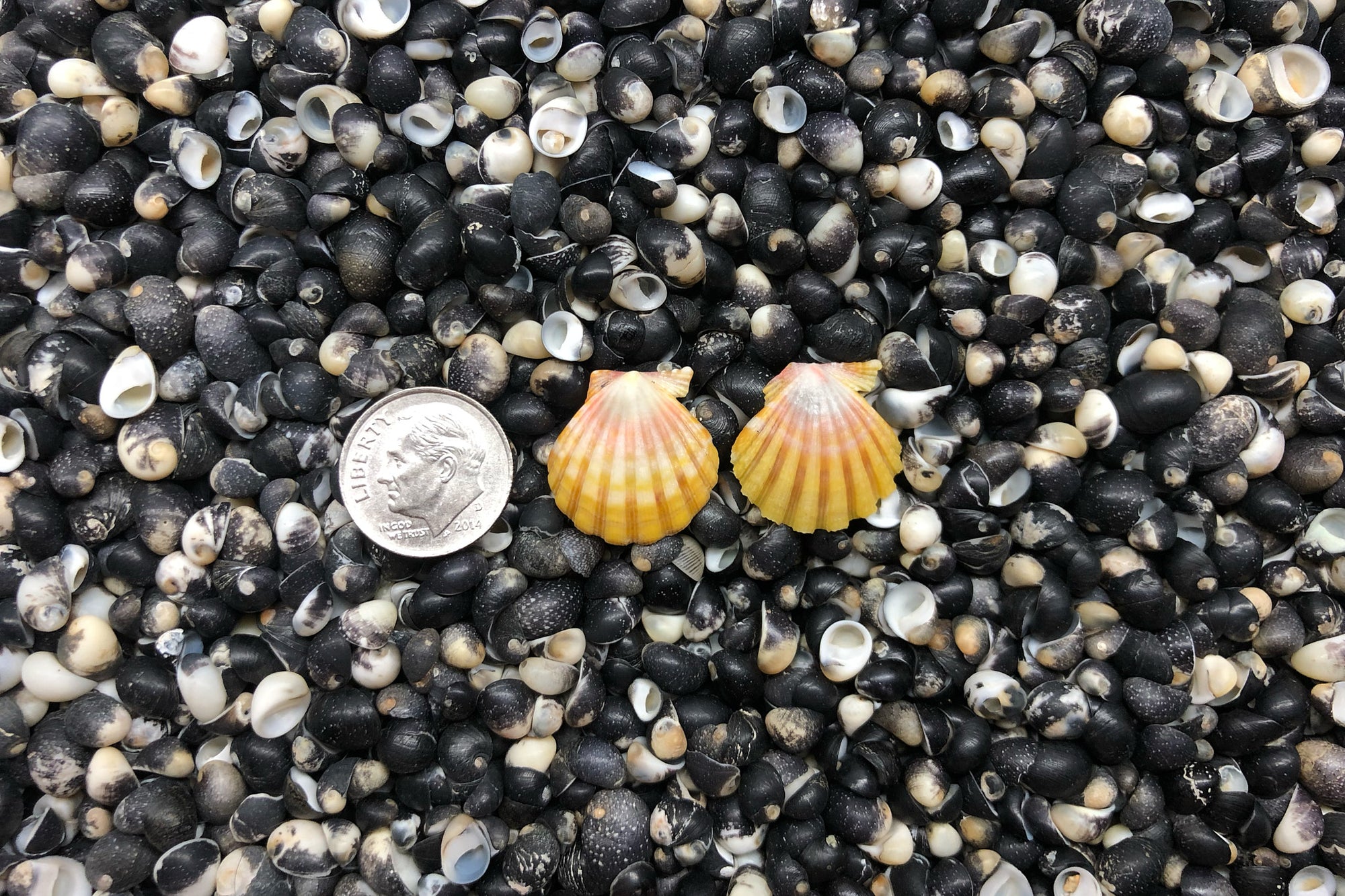 0960 Sunrise Shell Earrings