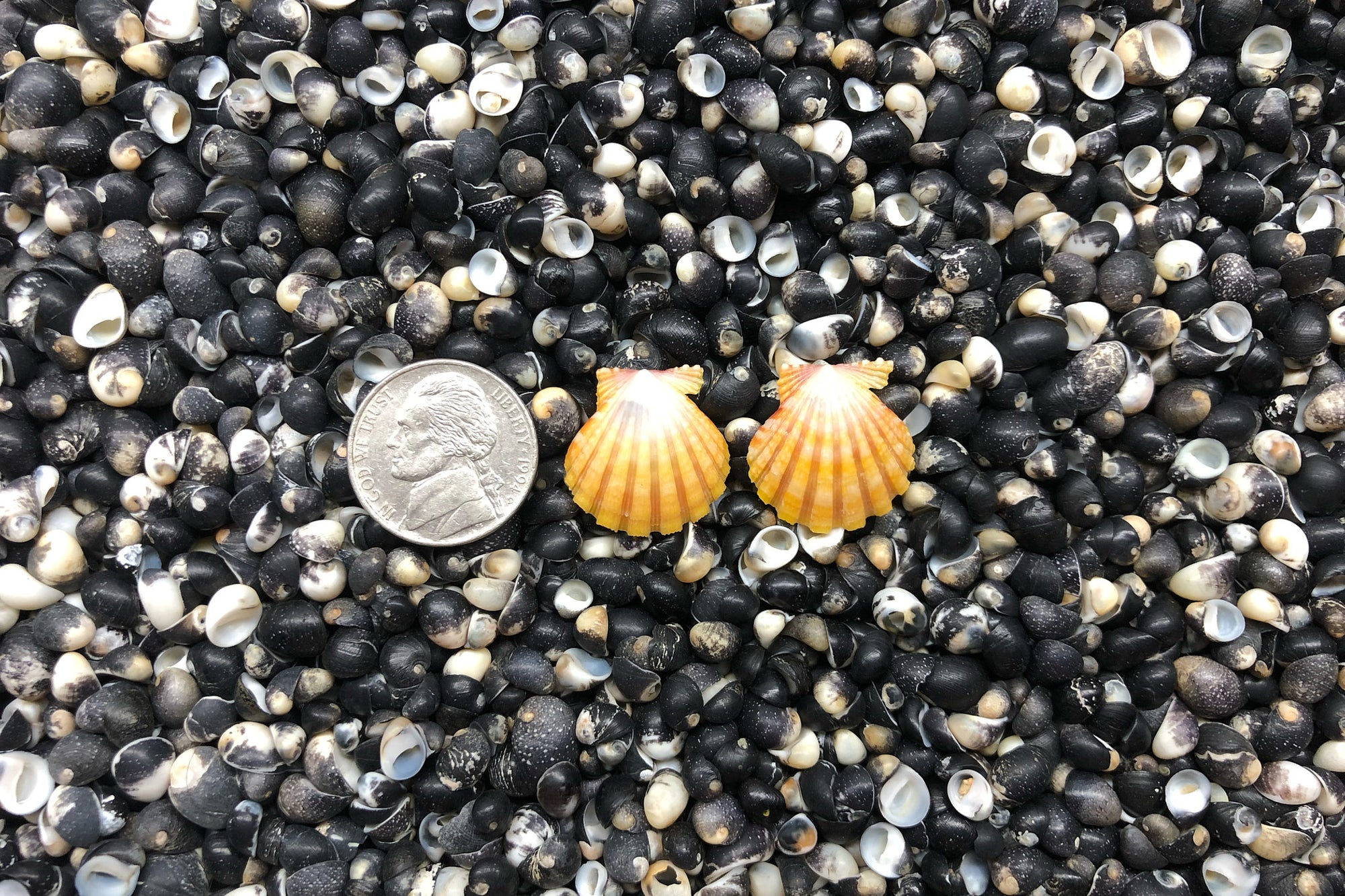 0964 Sunrise Shell Earrings