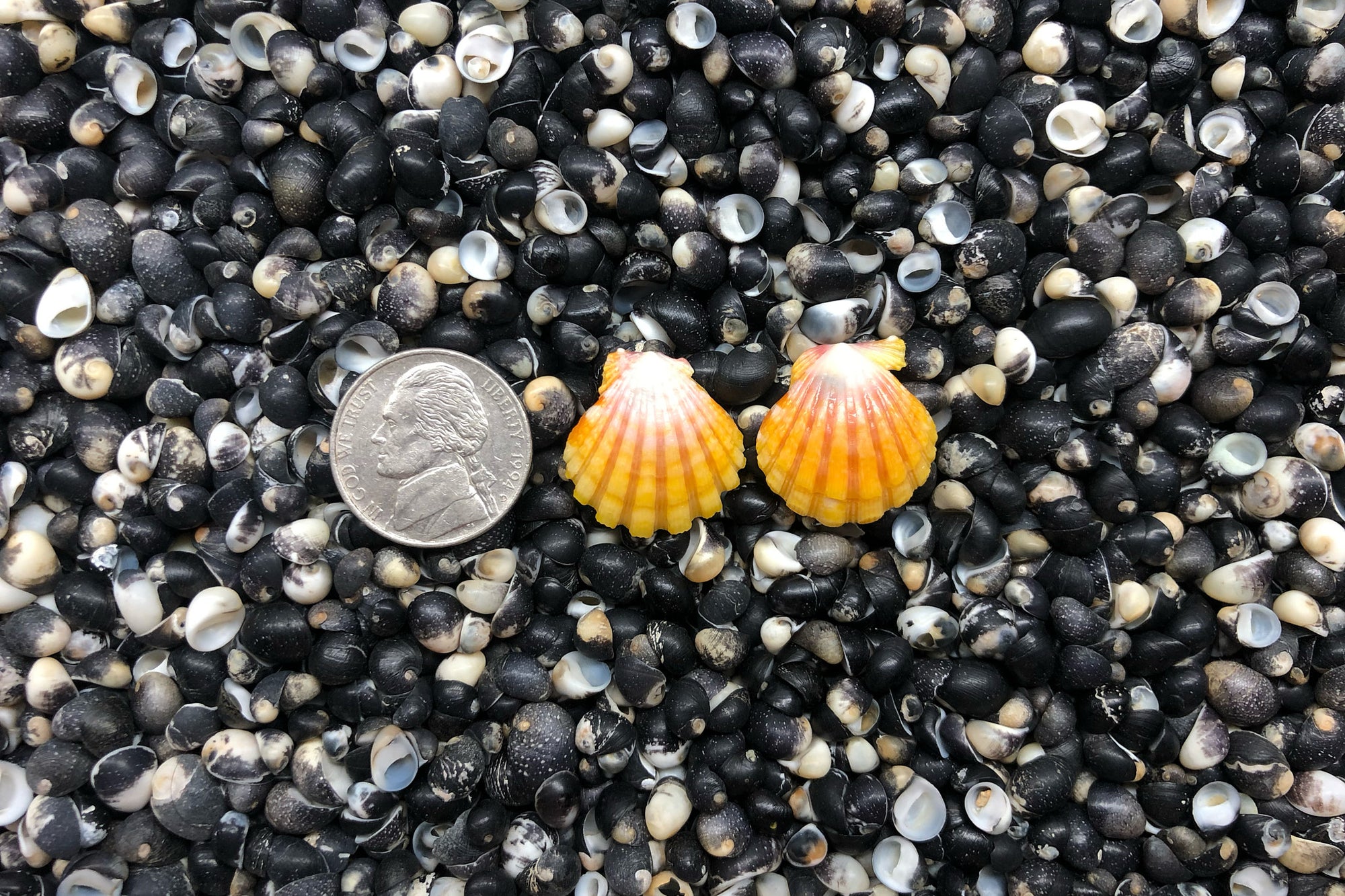 0969 Sunrise Shell Earrings