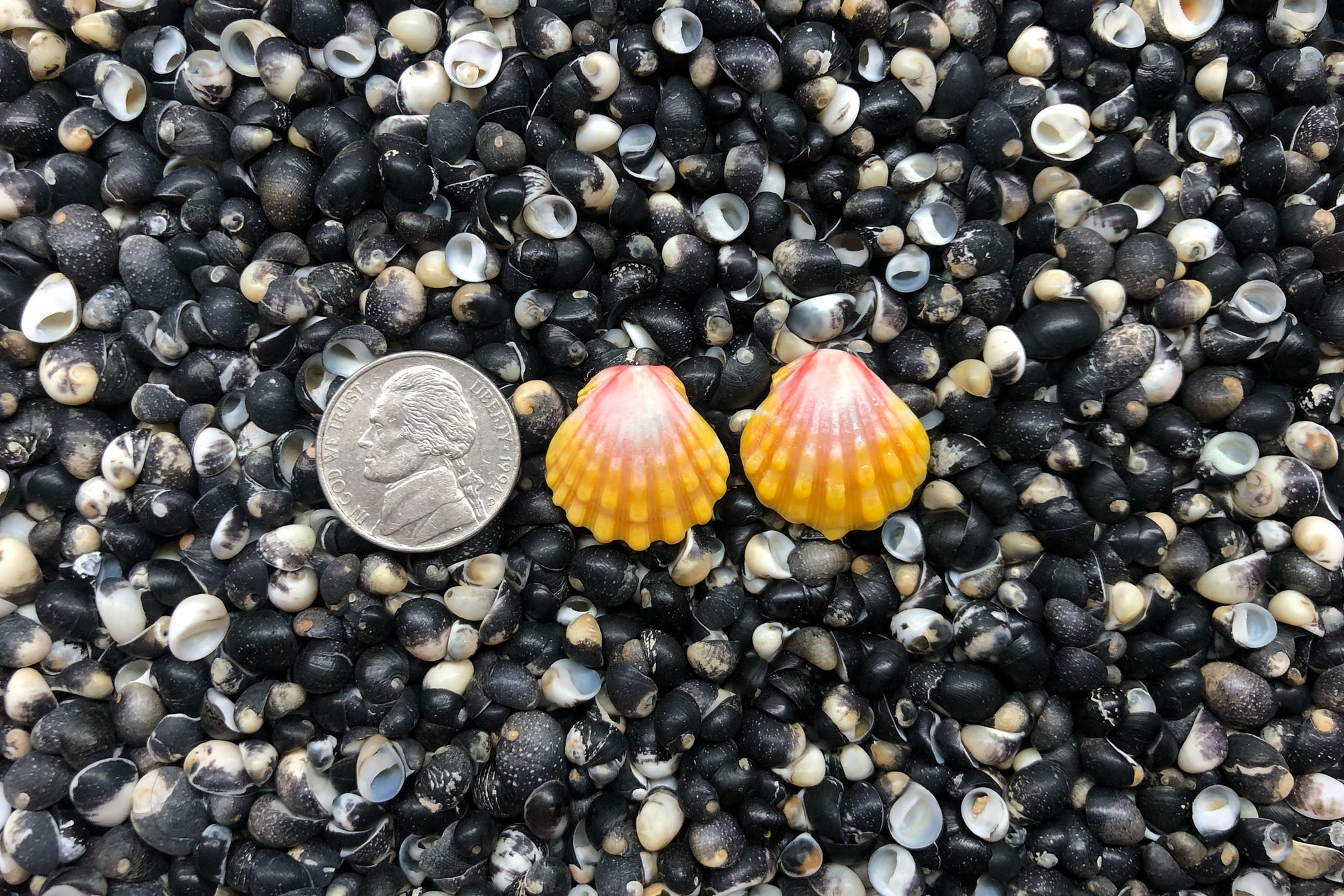 0970 Sunrise Shell Earrings