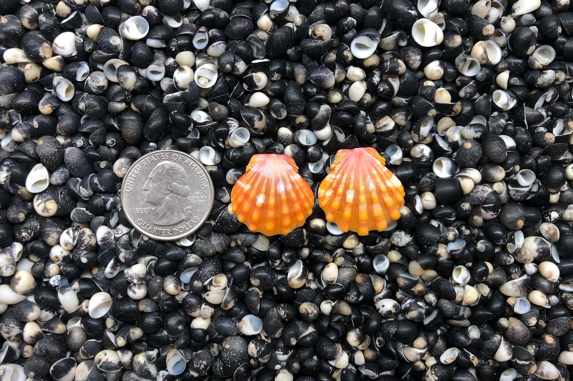 0976 Sunrise Shell Earrings