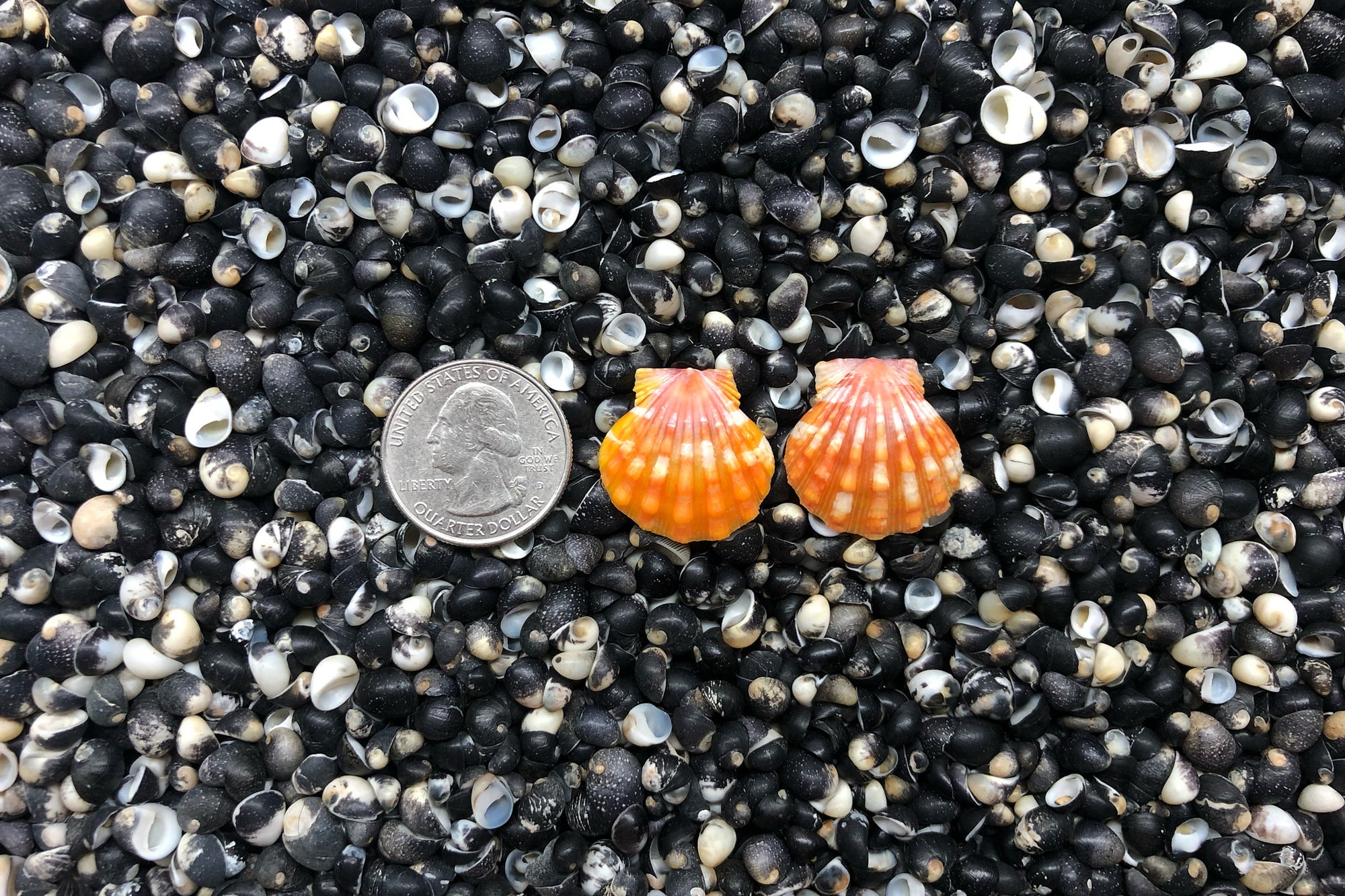 0977 Sunrise Shell Earrings