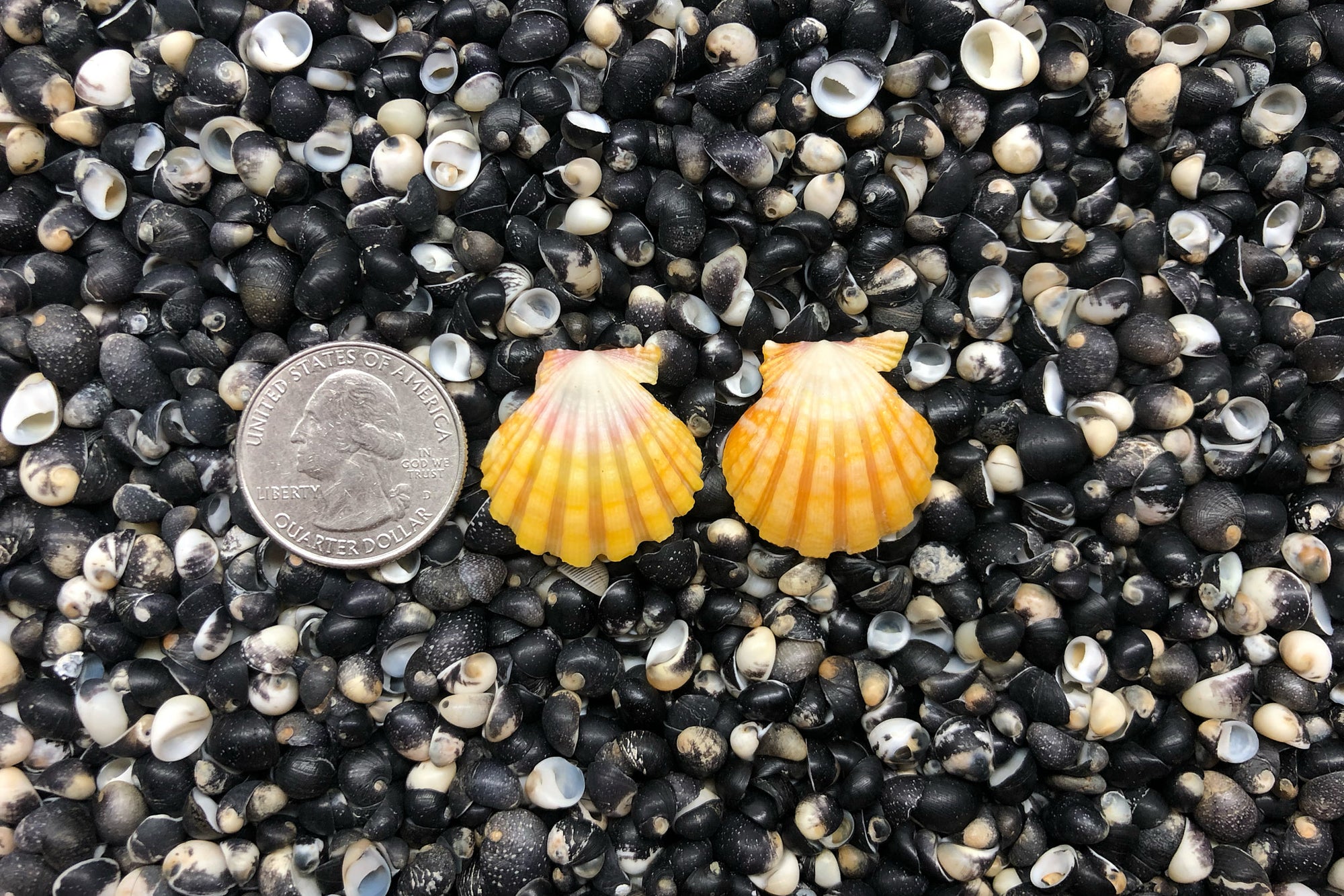 0981 Sunrise Shell Earrings