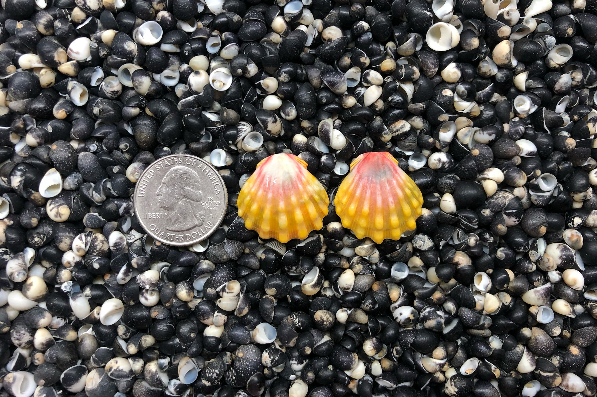 0983 Sunrise Shell Earrings