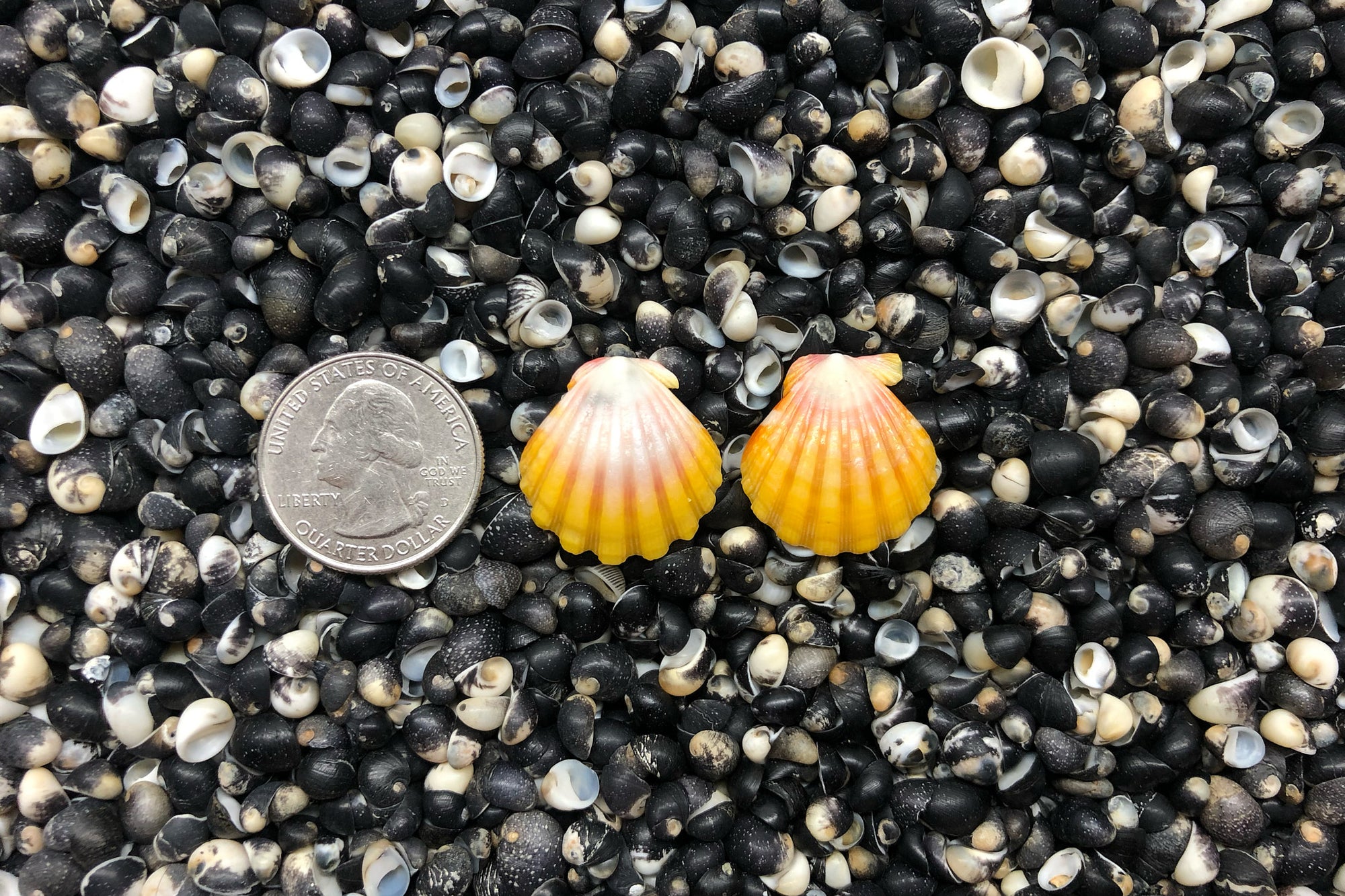 0986 Sunrise Shell Earrings