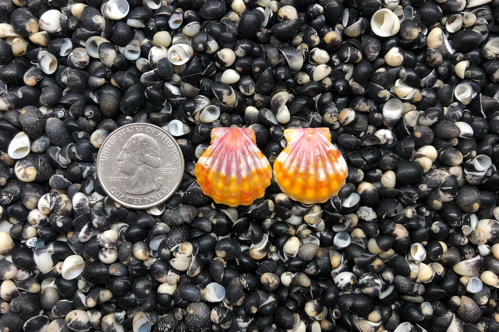 0988 Sunrise Shell Earrings