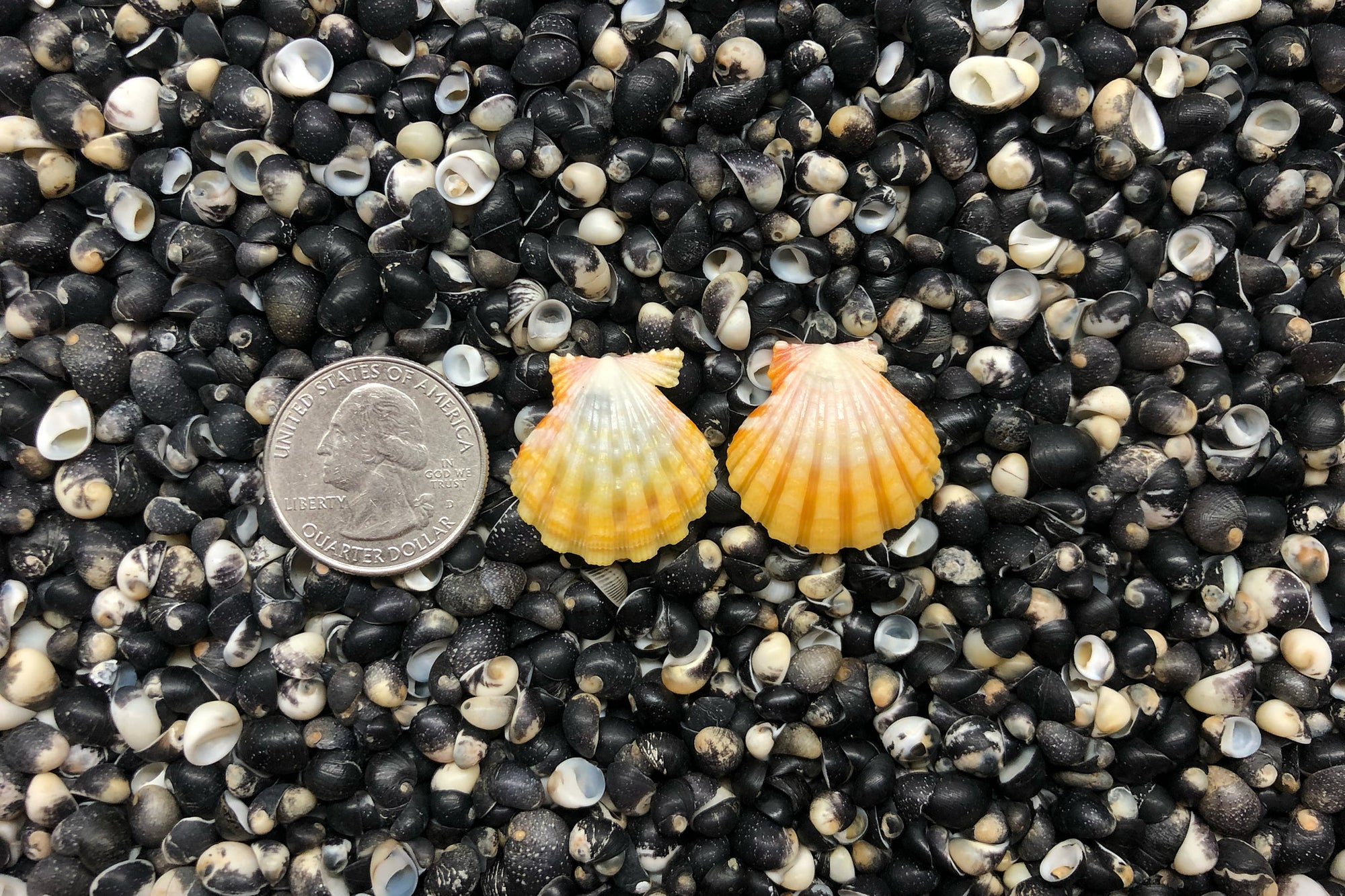 0990 Sunrise Shell Earrings