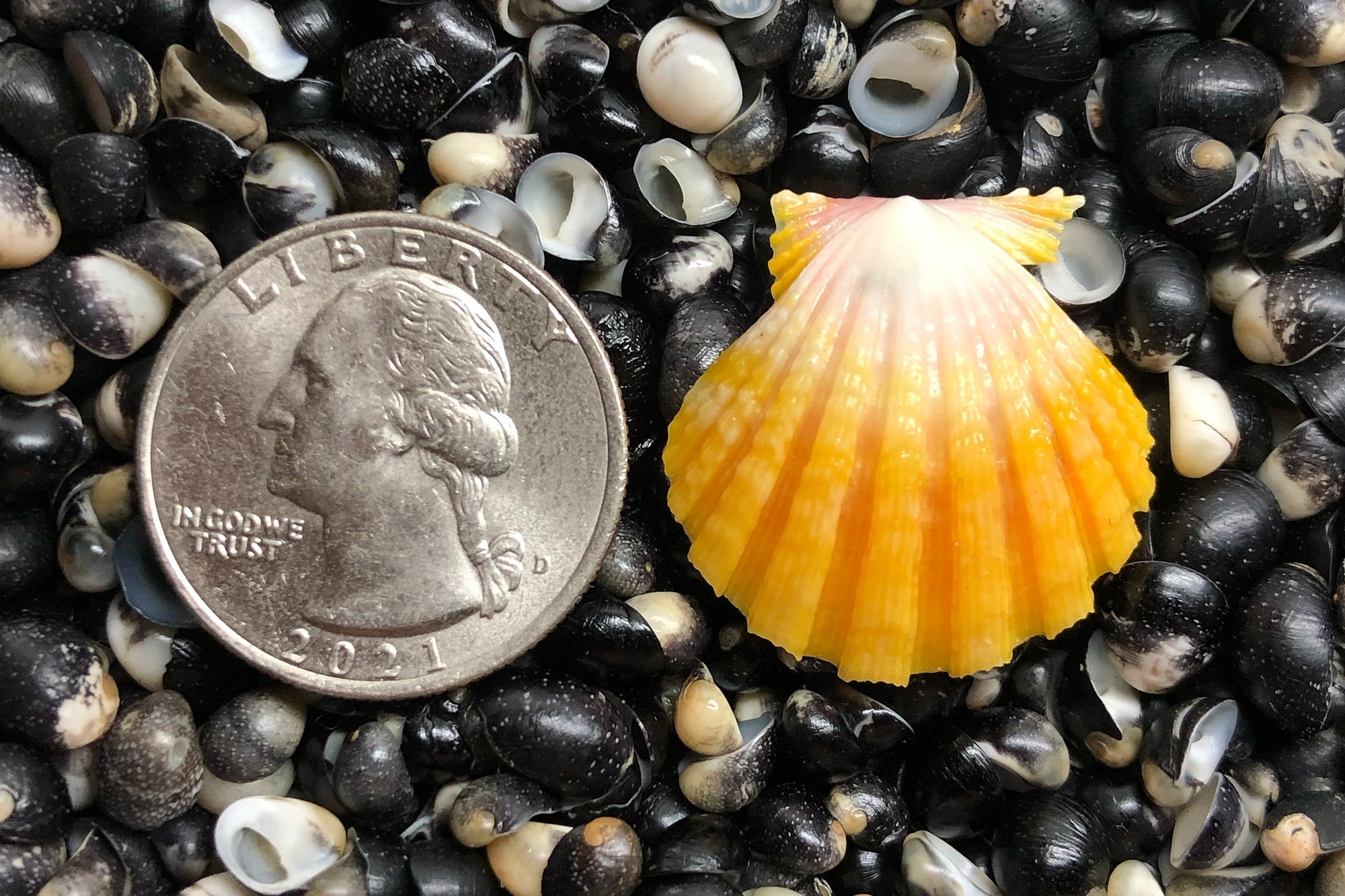 2745 Single Sunrise Shell