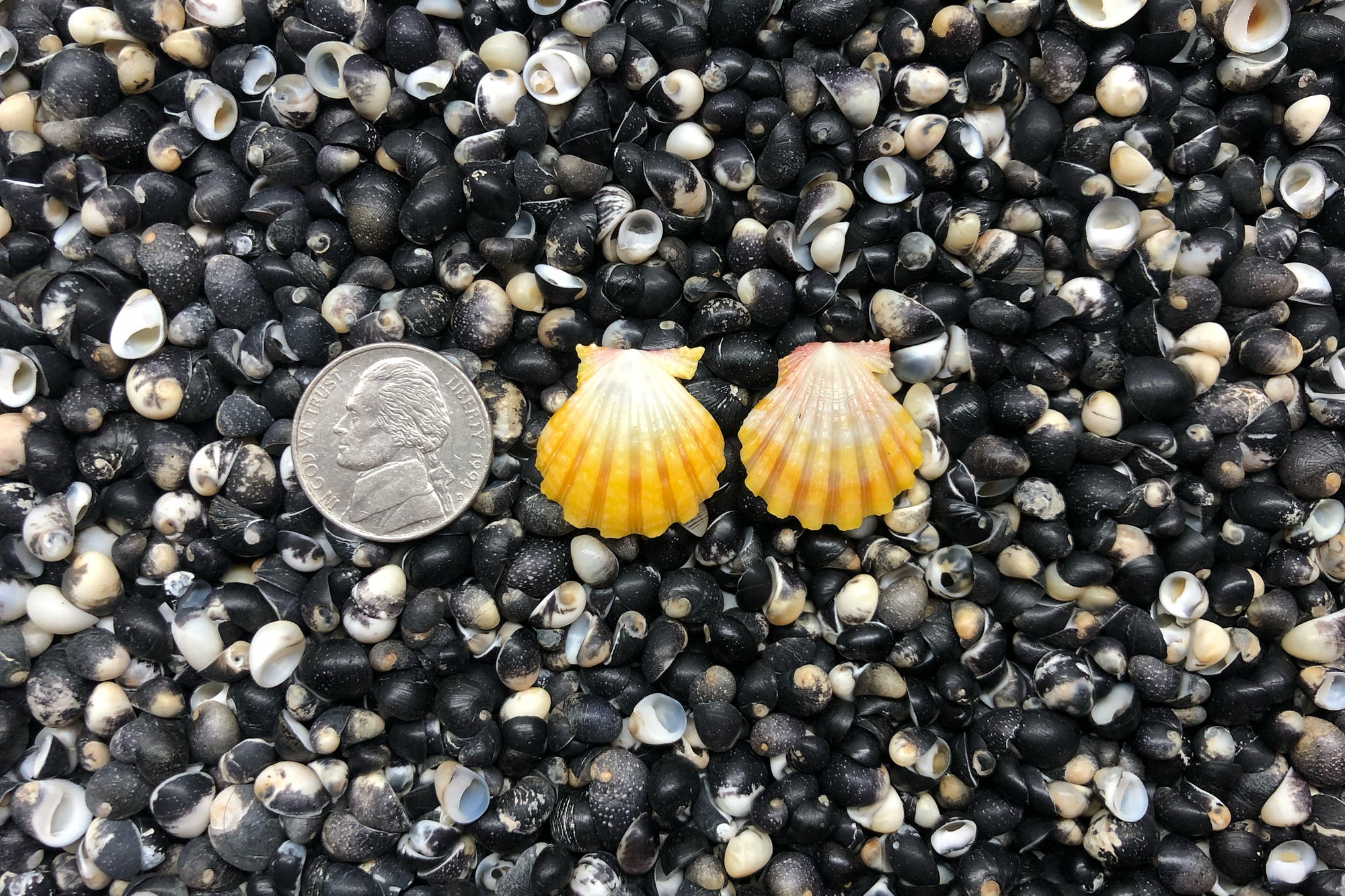 0994 Sunrise Shell Earrings