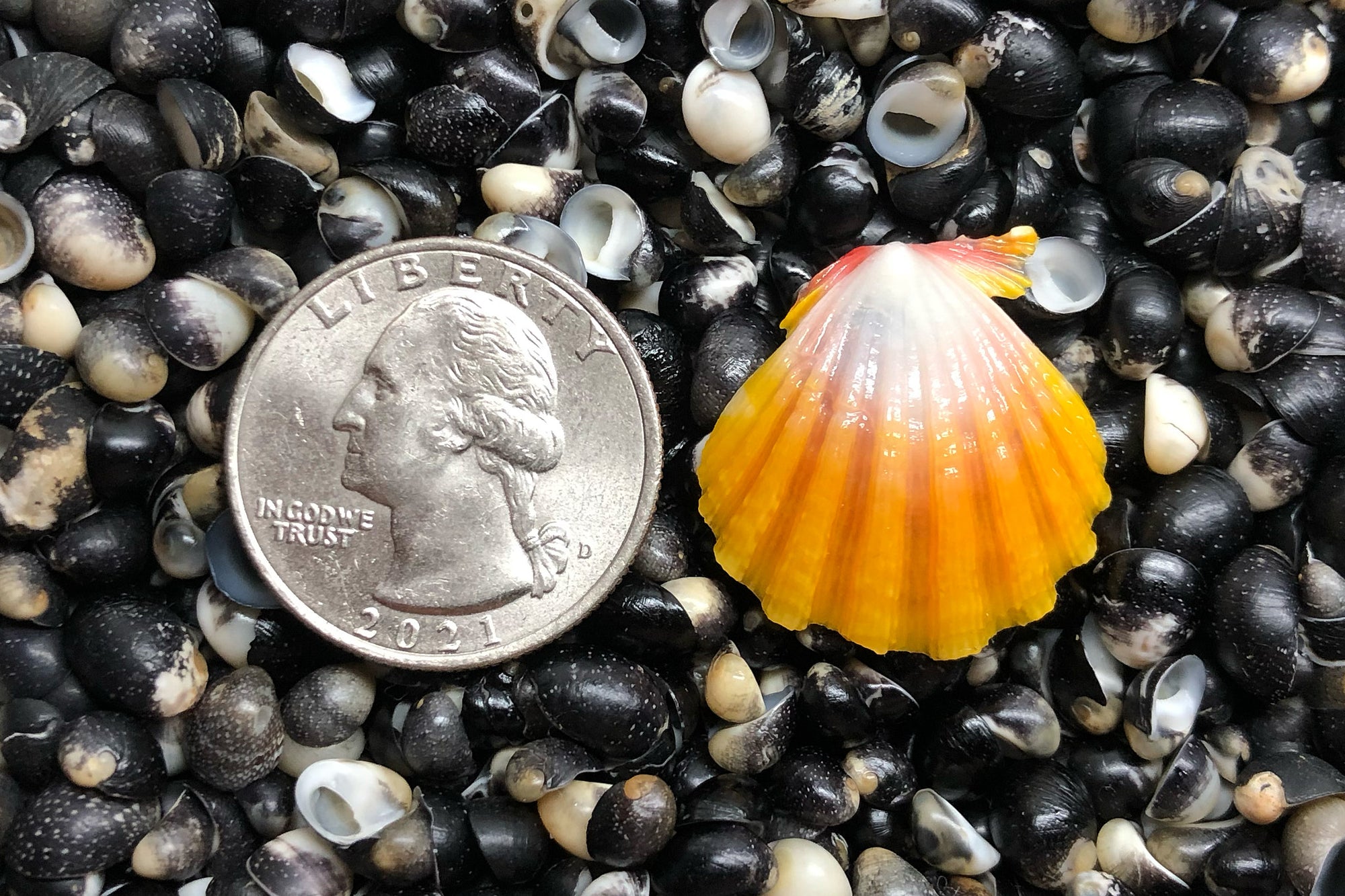 2747 Single Sunrise Shell