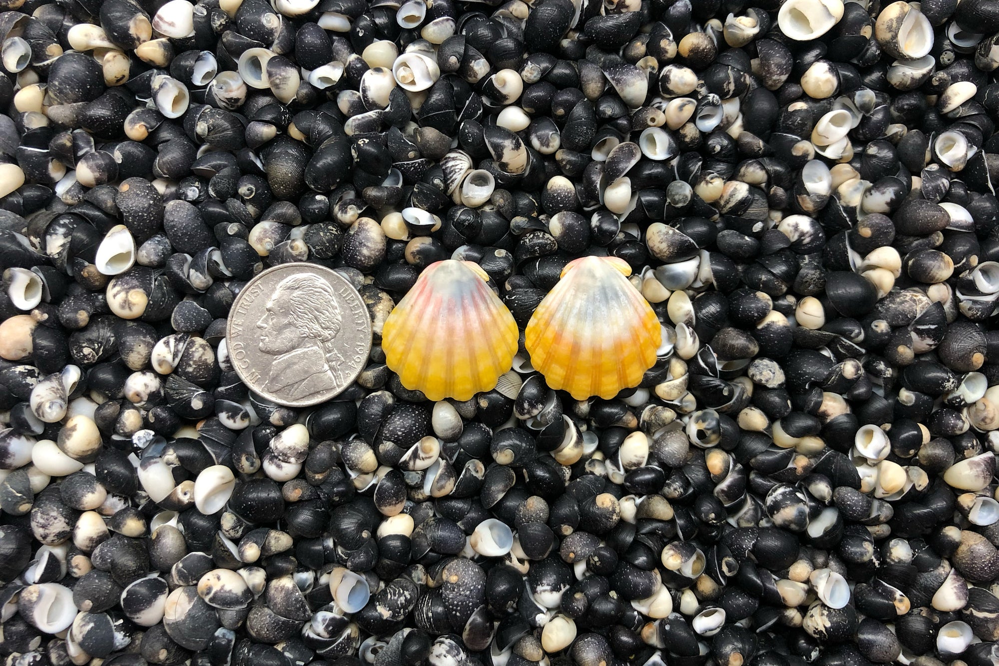 0996 Sunrise Shell Earrings