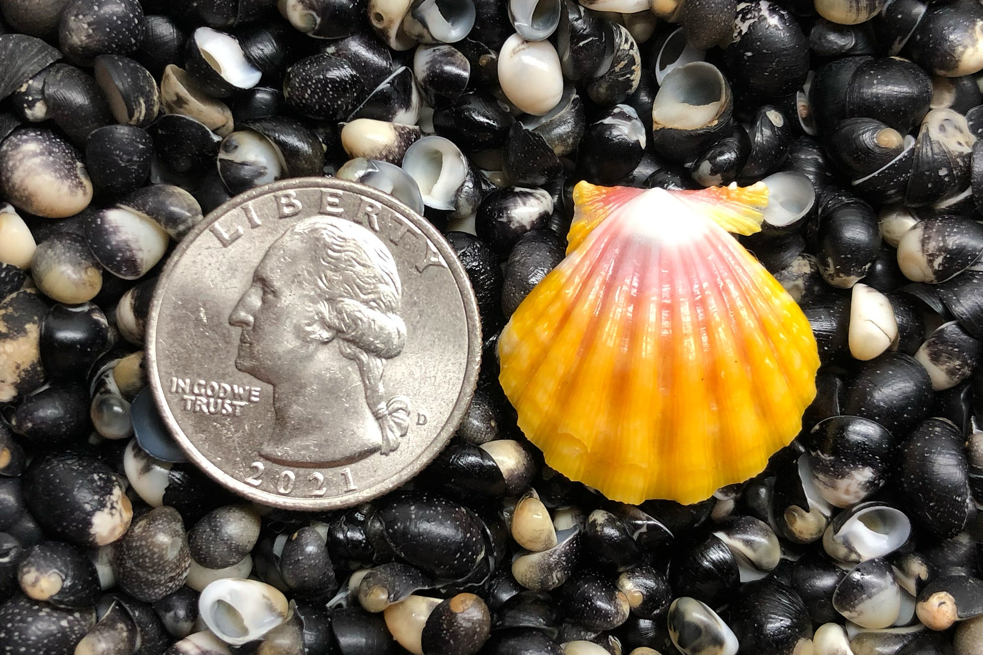 2749 Single Sunrise Shell