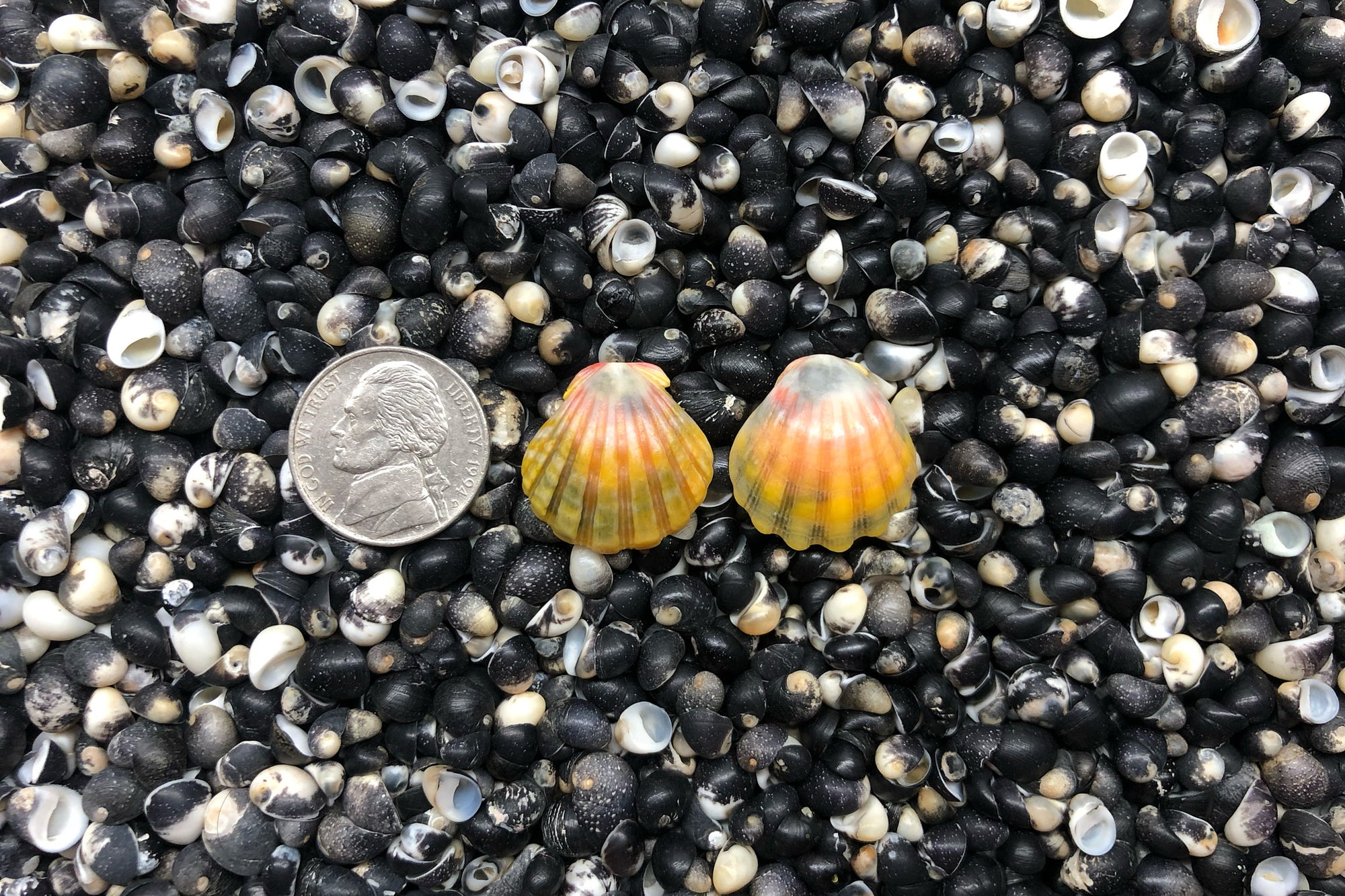 0999 Sunrise Shell Earrings