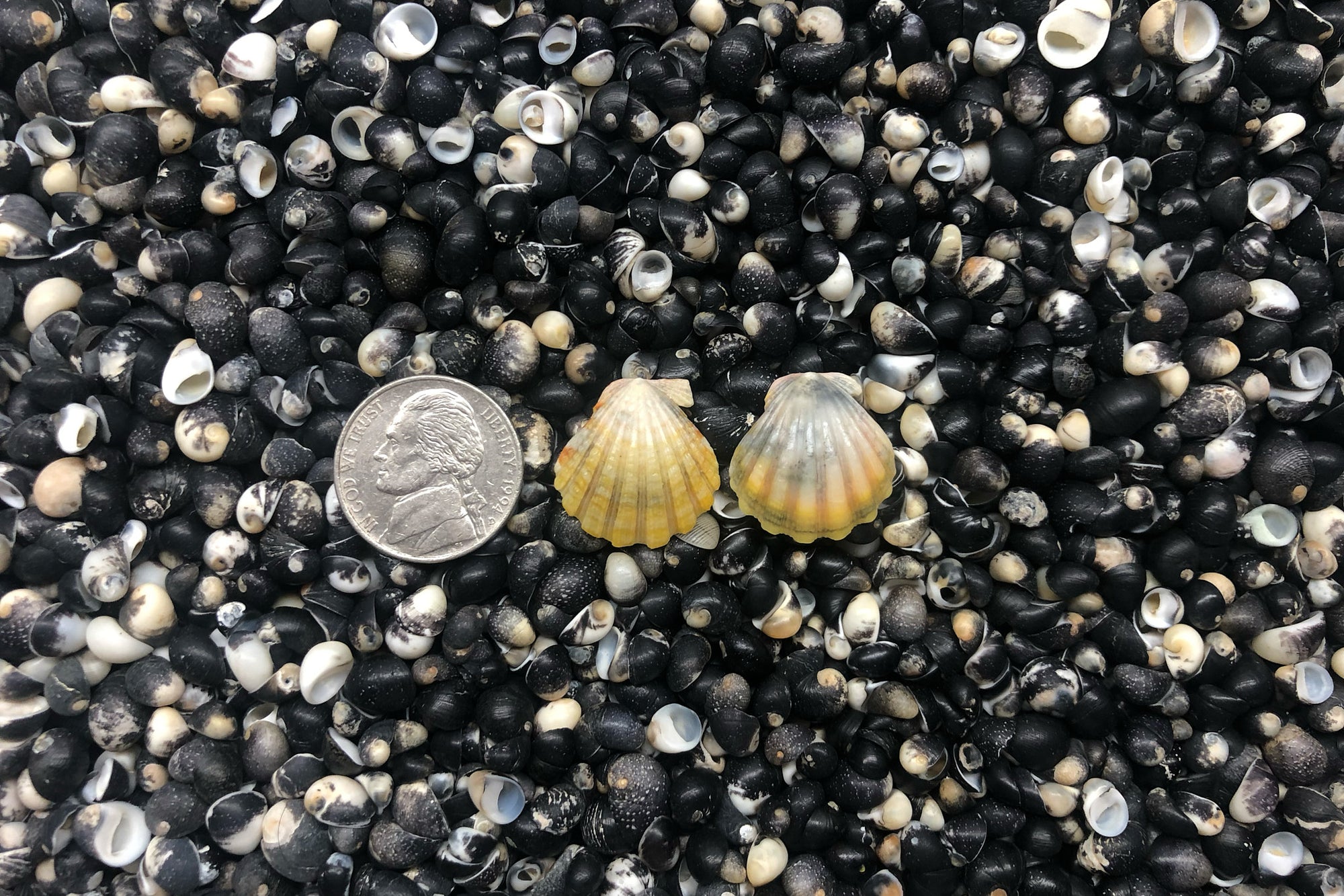 1001 Sunrise Shell Earrings