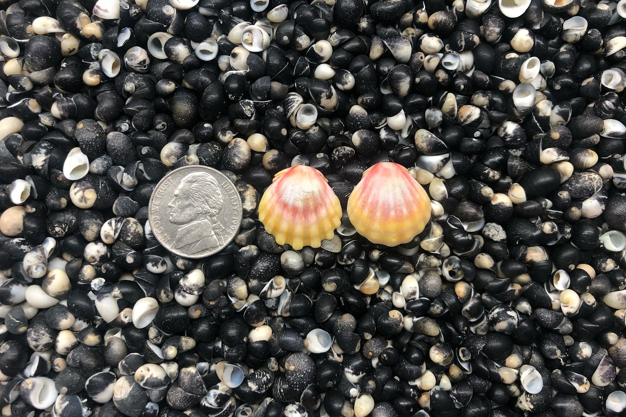 1002 Sunrise Shell Earrings
