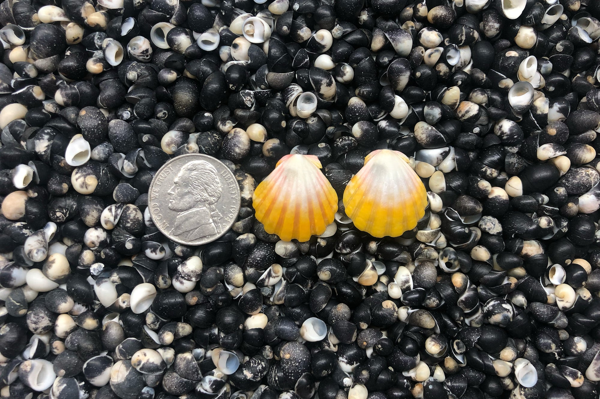 1003 Sunrise Shell Earrings