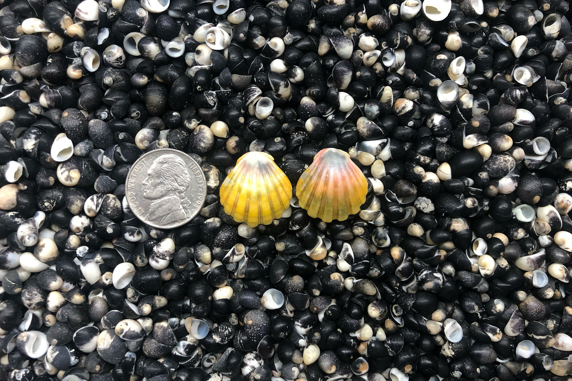 1005 Sunrise Shell Earrings