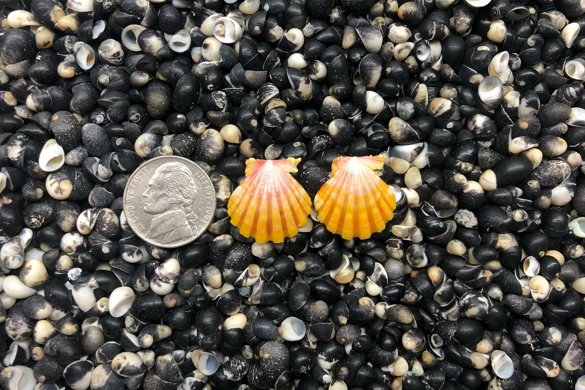 1006 Sunrise Shell Earrings