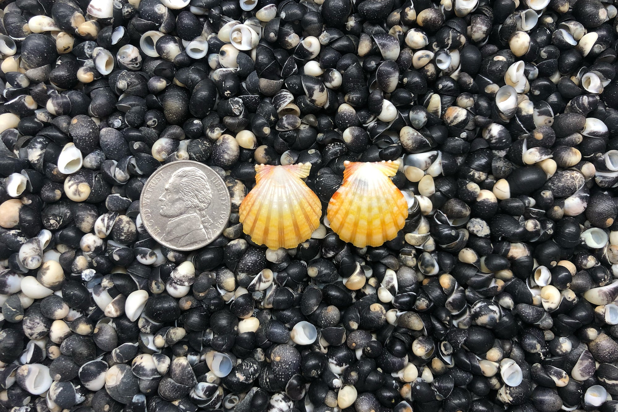 1007 Sunrise Shell Earrings