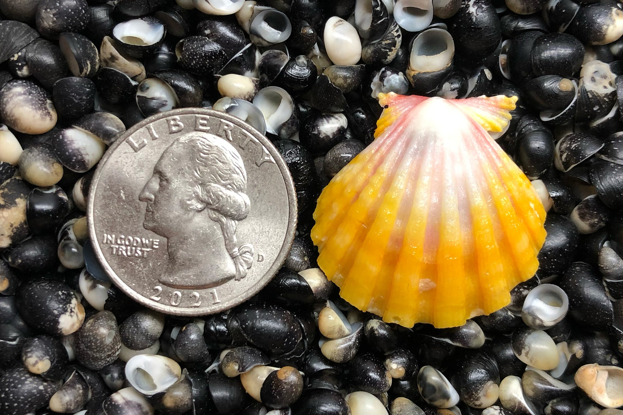 2760 Single Sunrise Shell