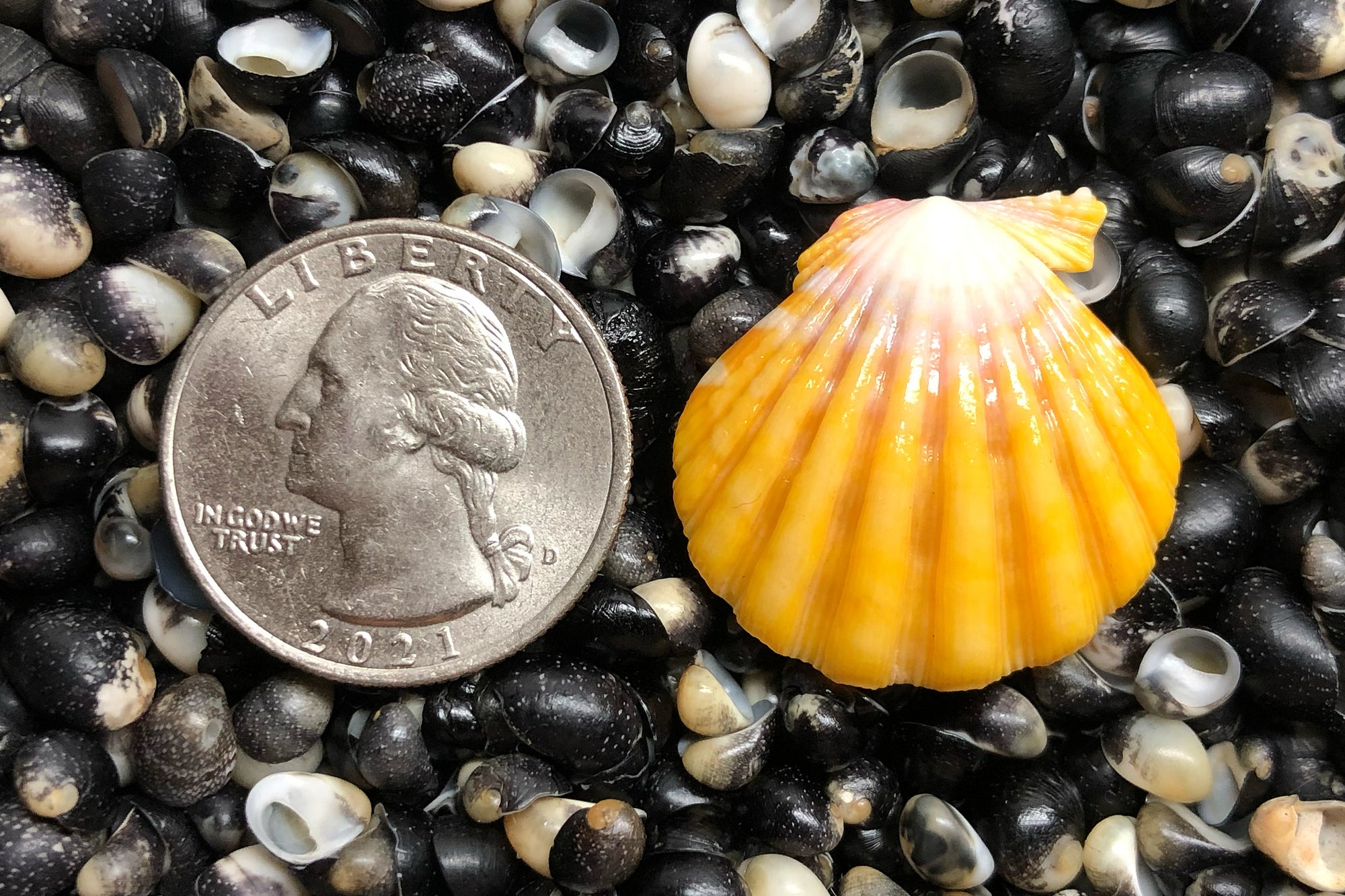 2762 Single Sunrise Shell