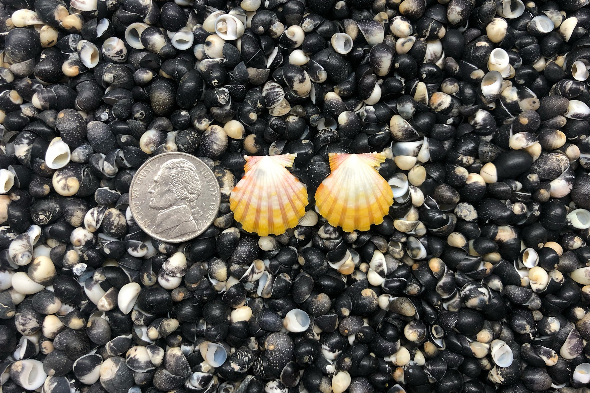 1011 Sunrise Shell Earrings