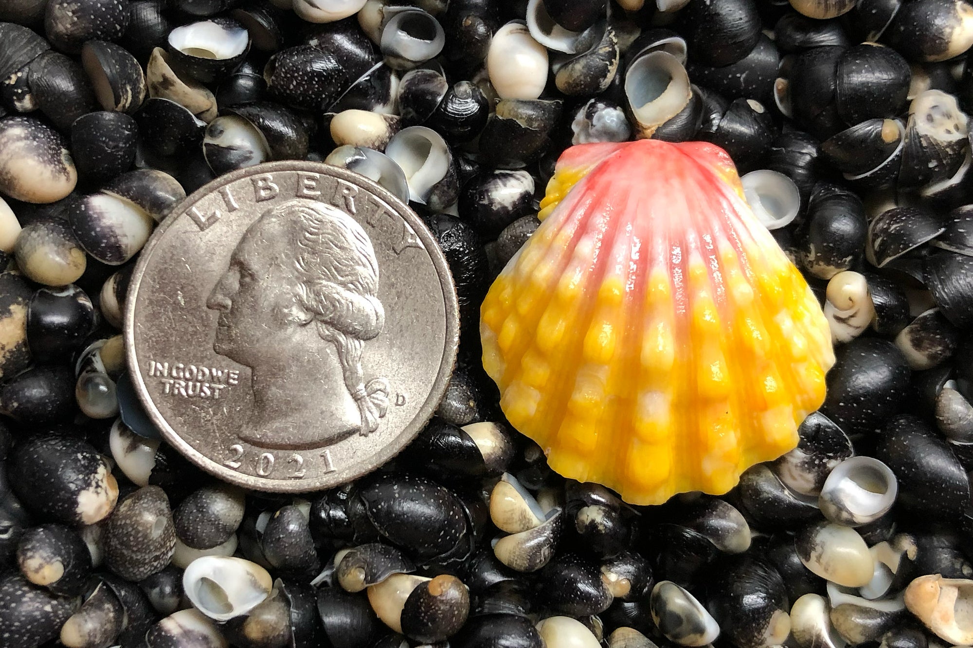 2766 Single Sunrise Shell