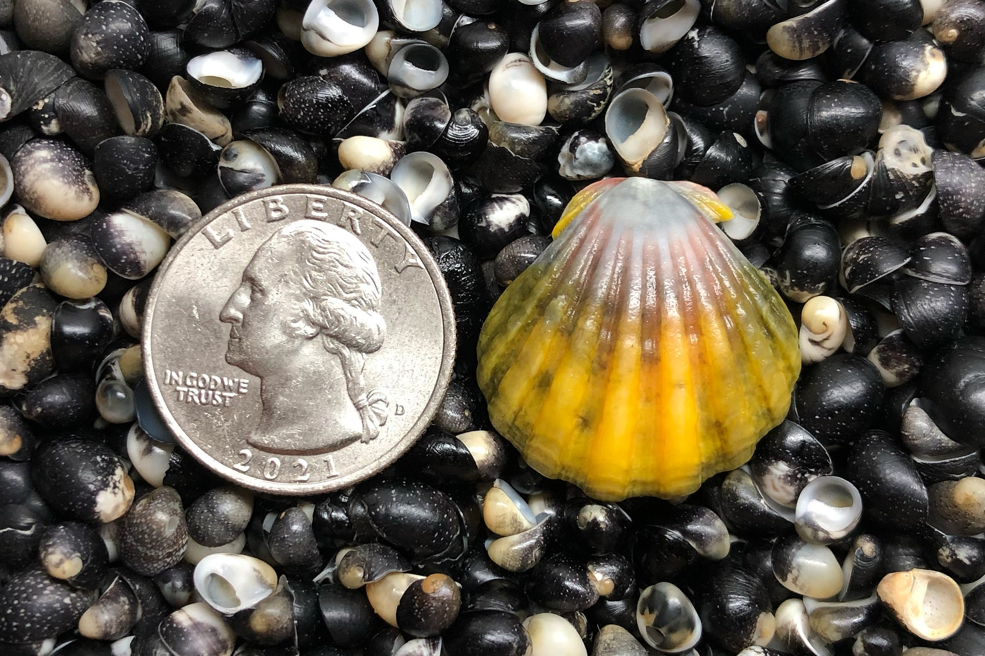 2769 Single Sunrise Shell