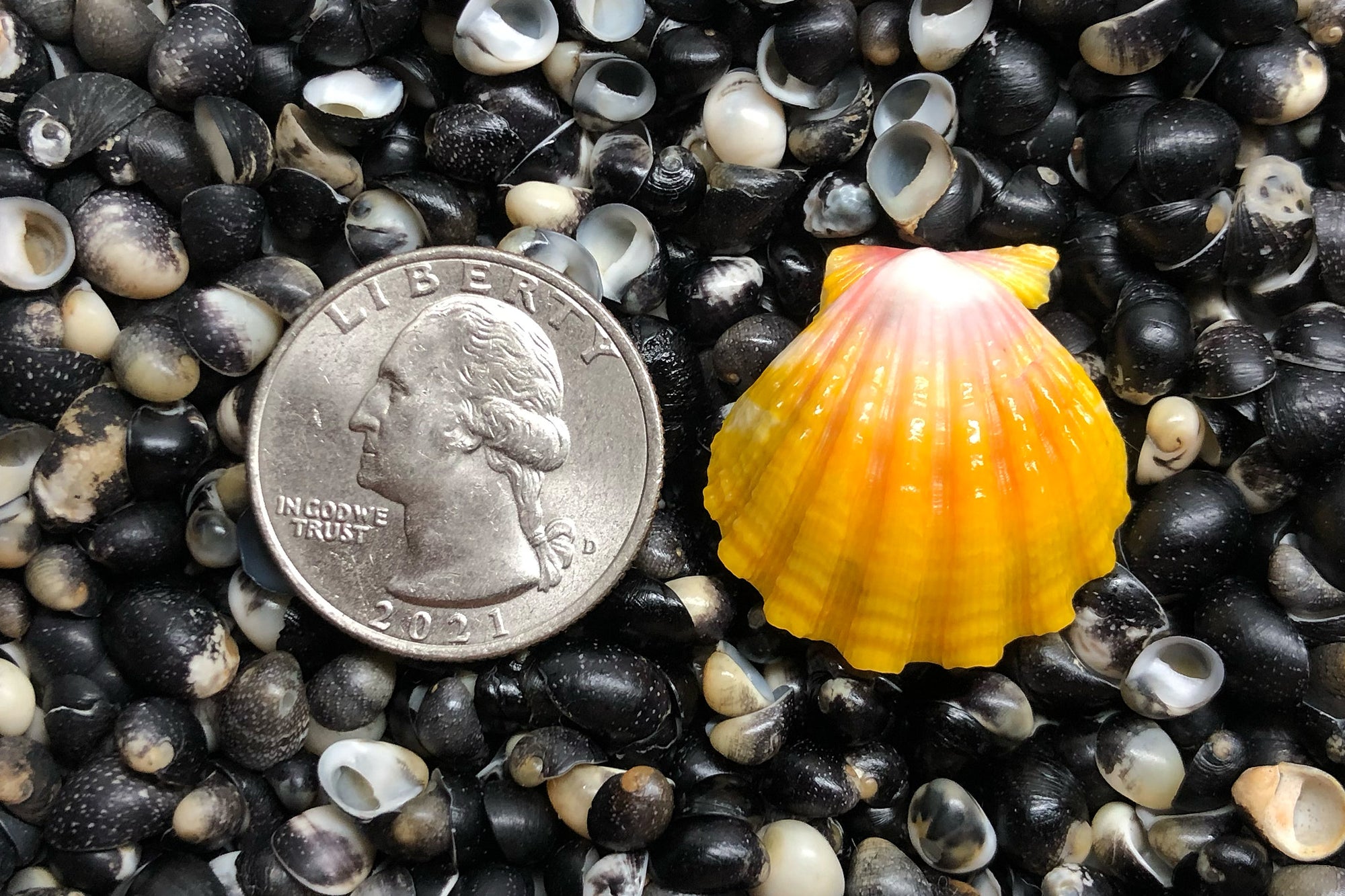 2771 Single Sunrise Shell