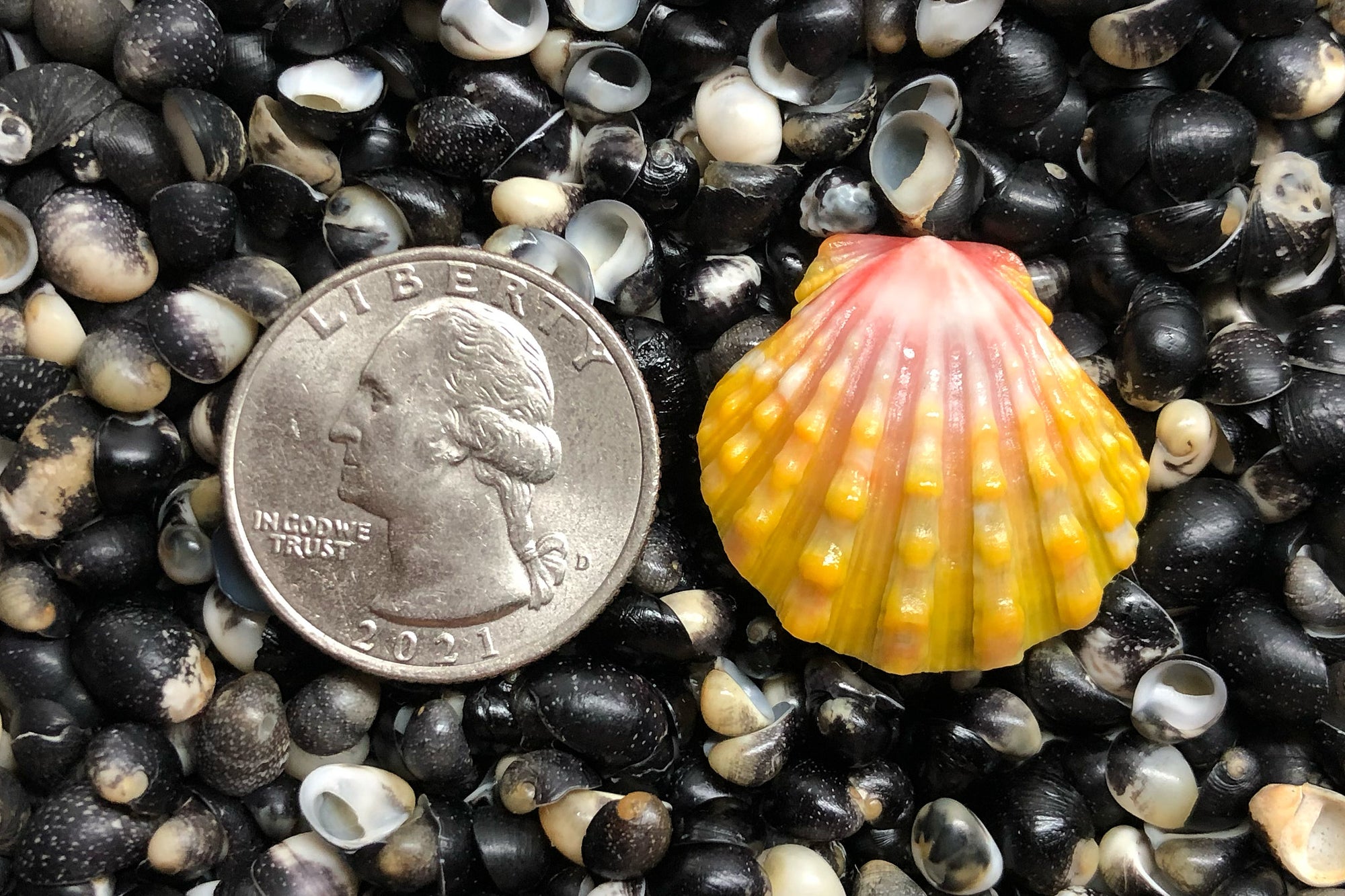 2772 Single Sunrise Shell