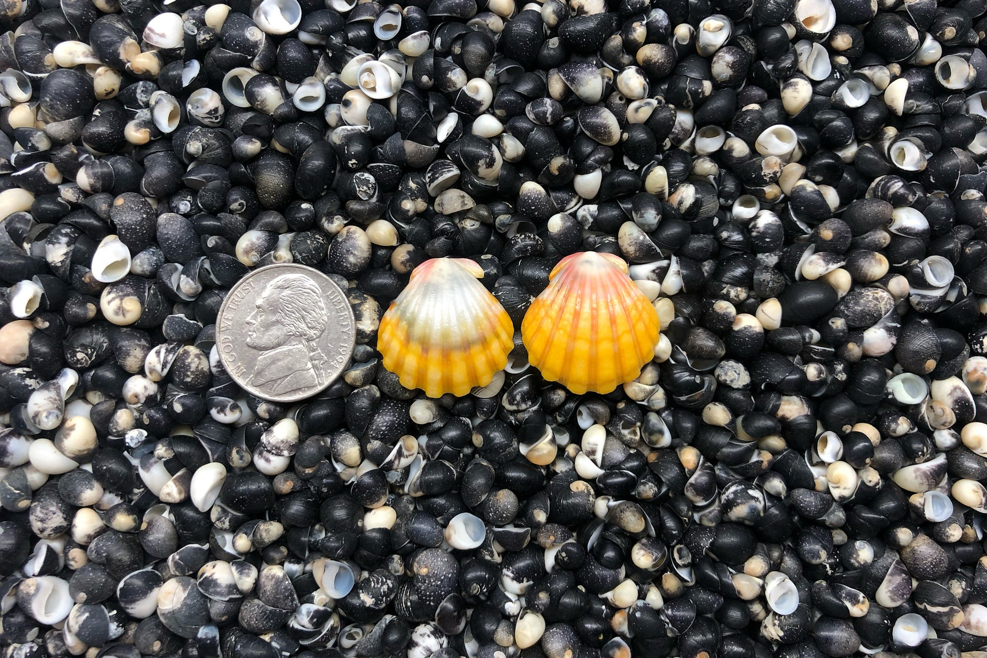 1025 Sunrise Shell Earrings