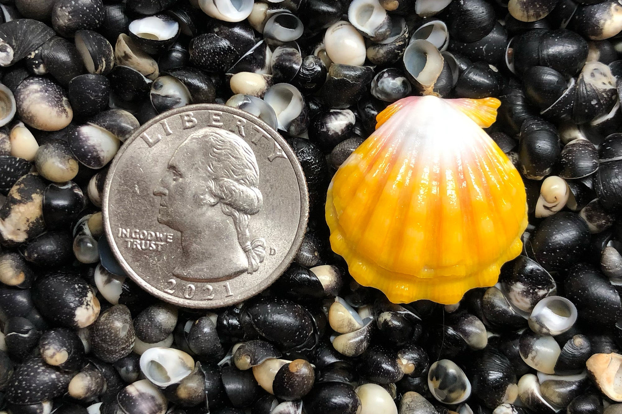 2778 Single Sunrise Shell