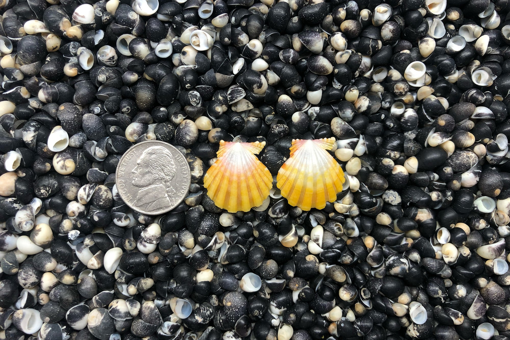 1027 Sunrise Shell Earrings