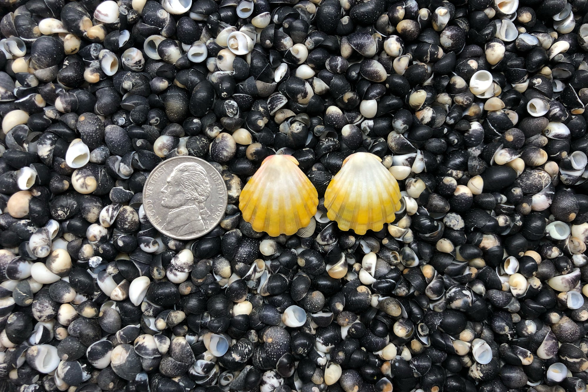 1029 Sunrise Shell Earrings