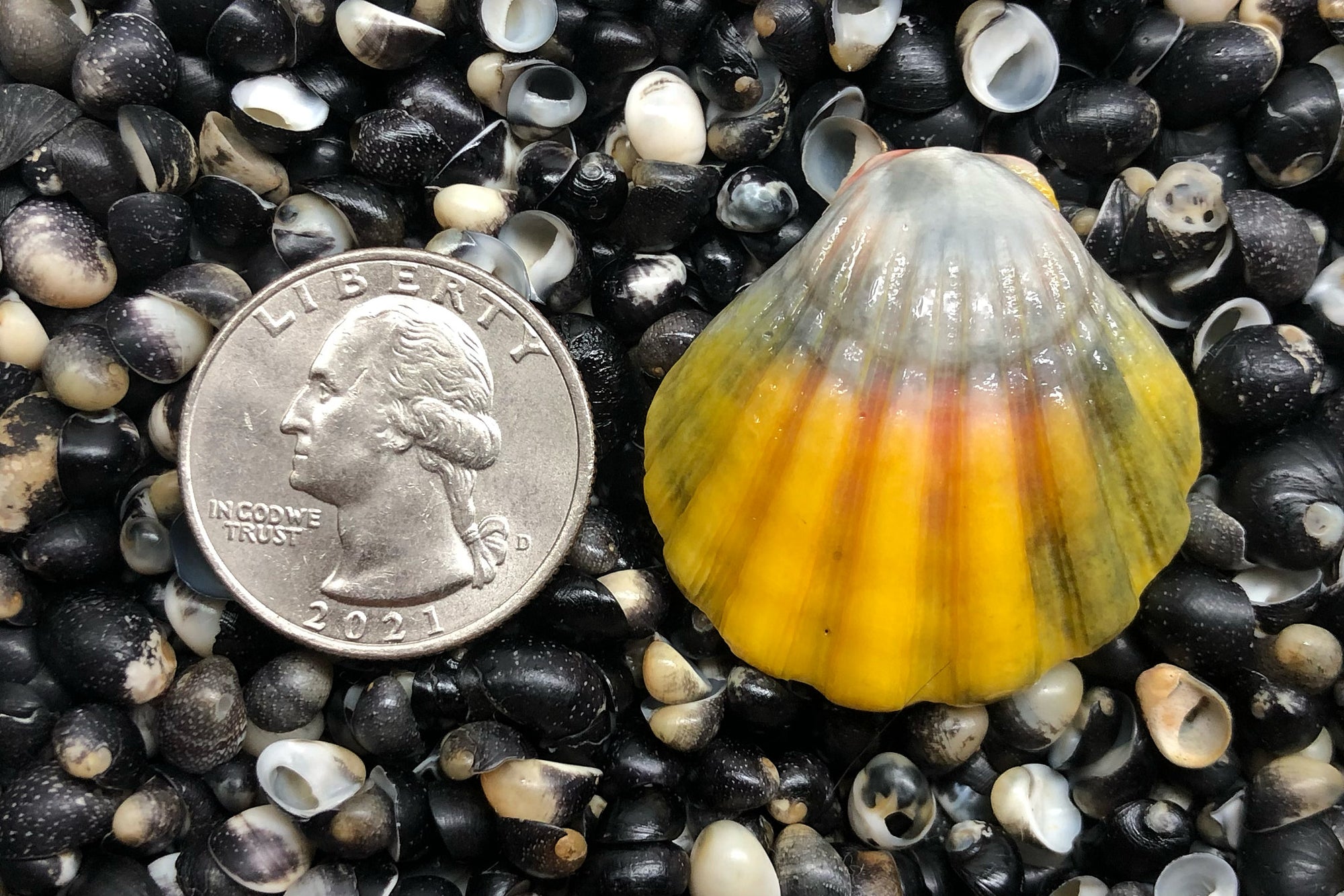 2785 Single Sunrise Shell