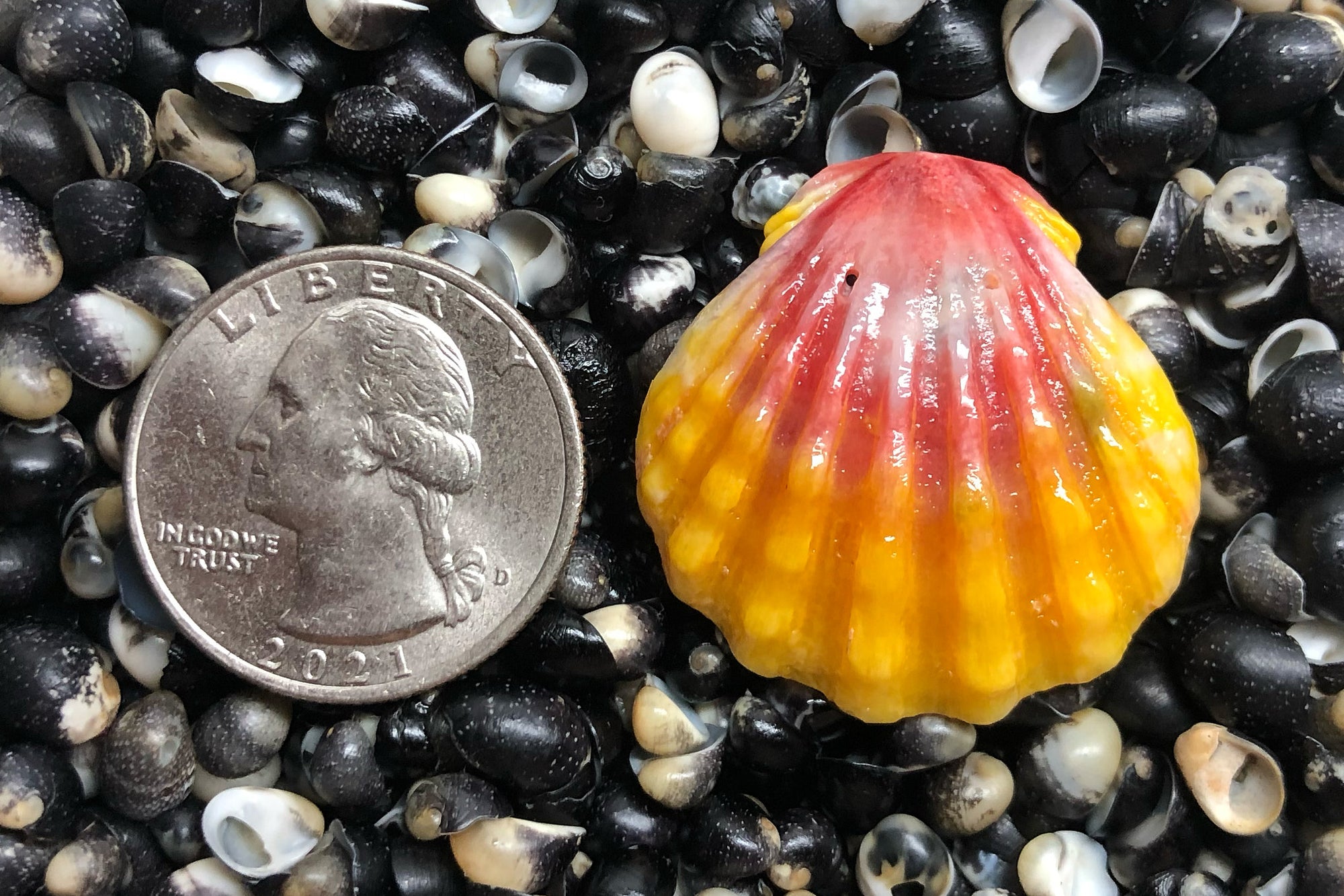 2786 Single Sunrise Shell