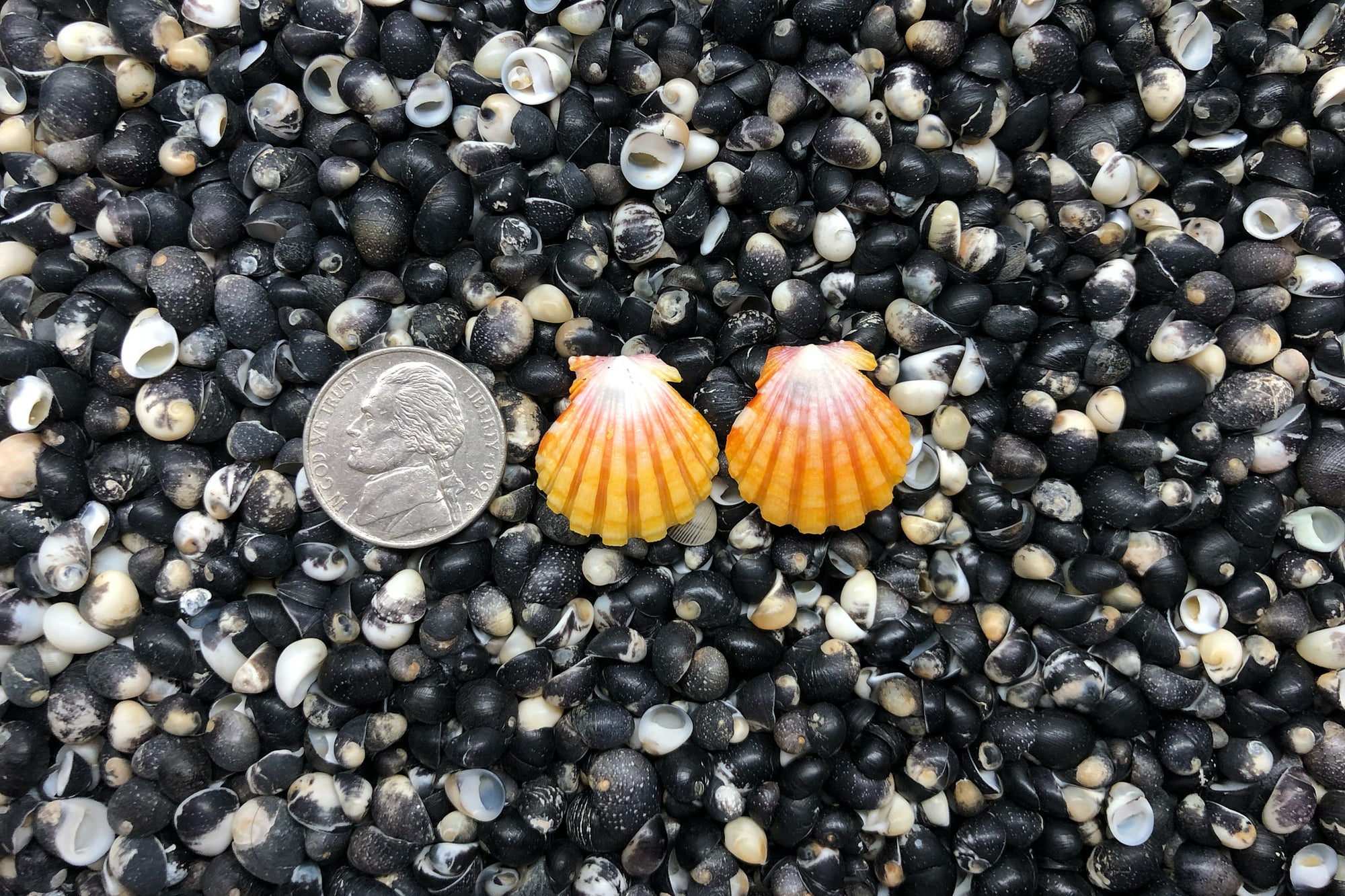 1035 Sunrise Shell Earrings