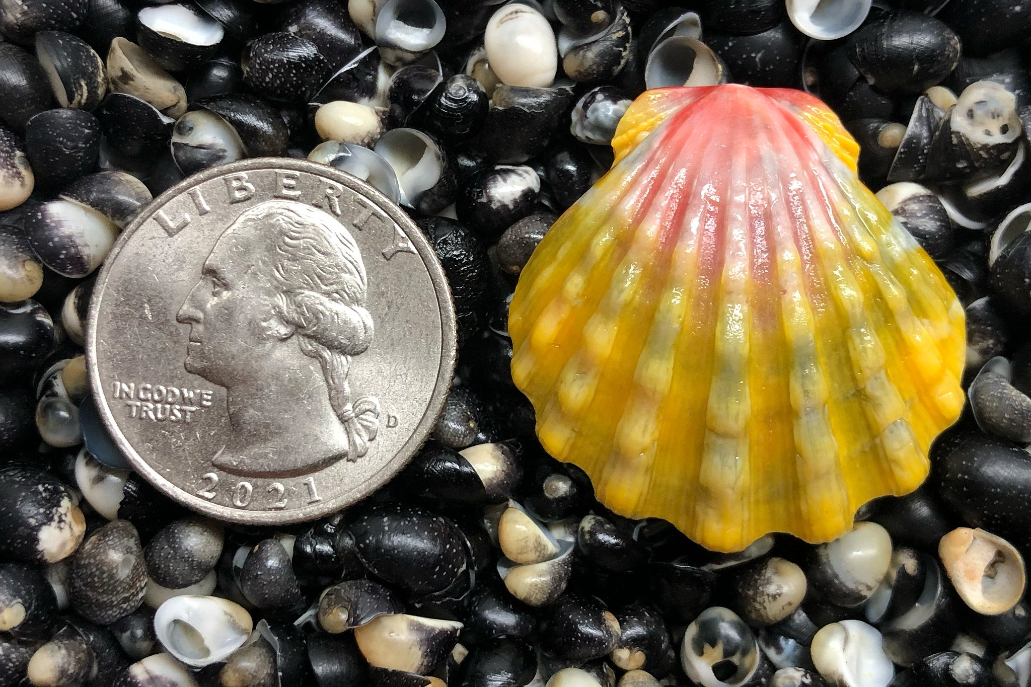SAND PEOPLE サンライズシェル 2787 Single Sunrise Shell - Sunrise Shells Wholesale