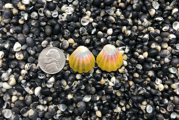1036 Sunrise Shell Earrings
