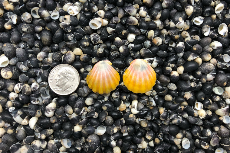 1041 Sunrise Shell Earrings