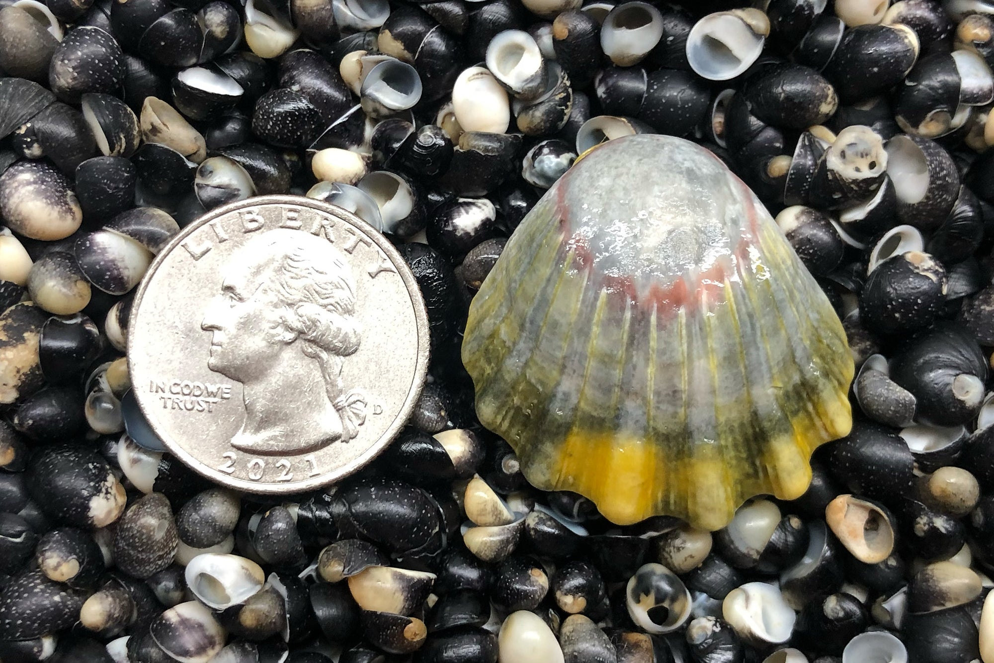 2795 Single Sunrise Shell