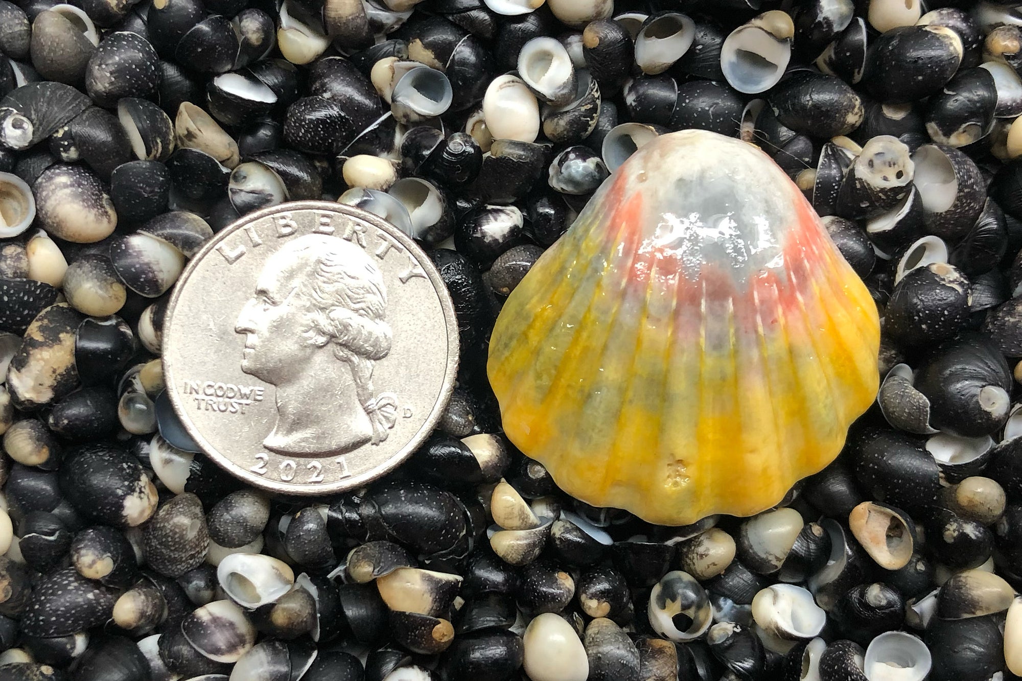 2796 Single Sunrise Shell