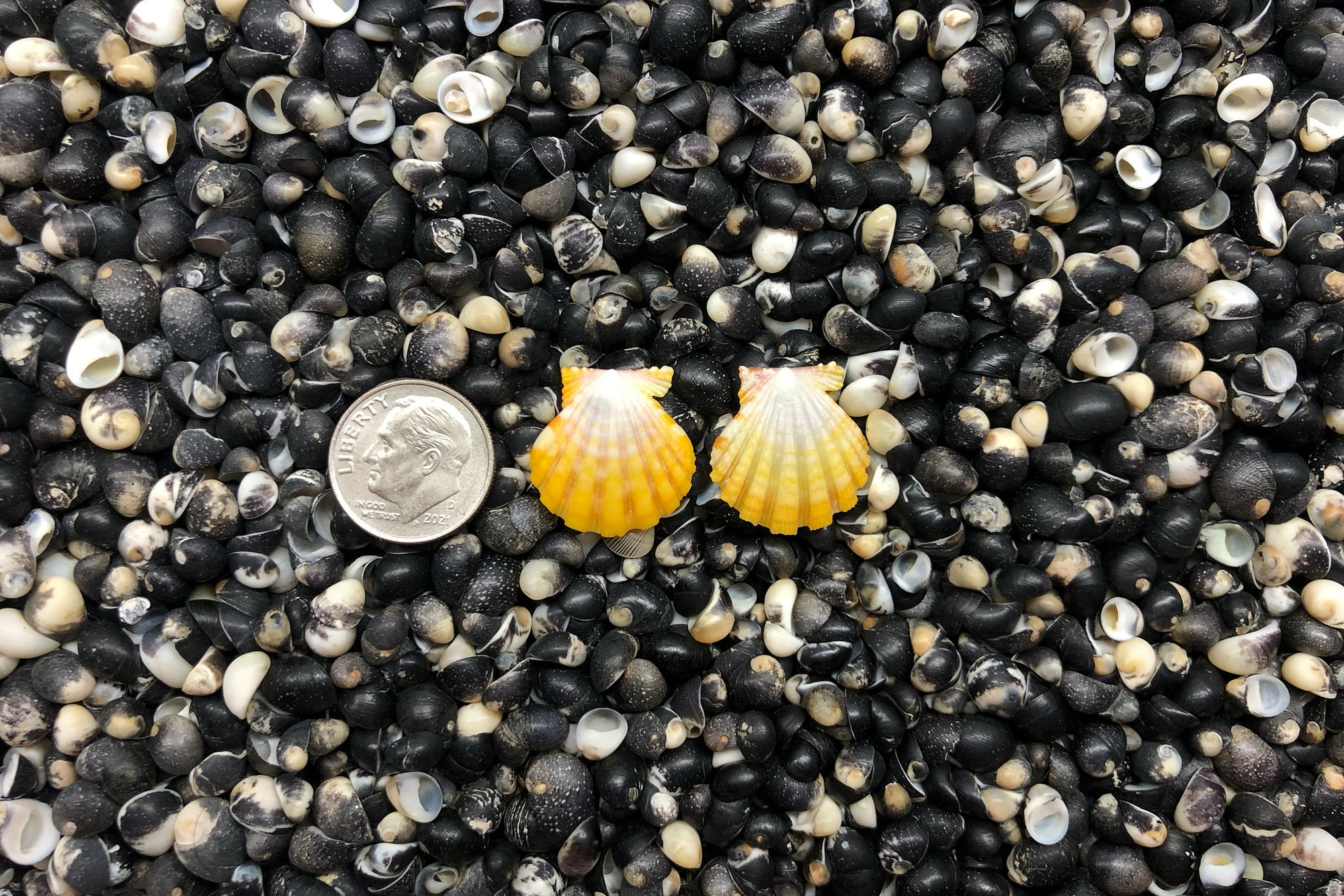 1045 Sunrise Shell Earrings