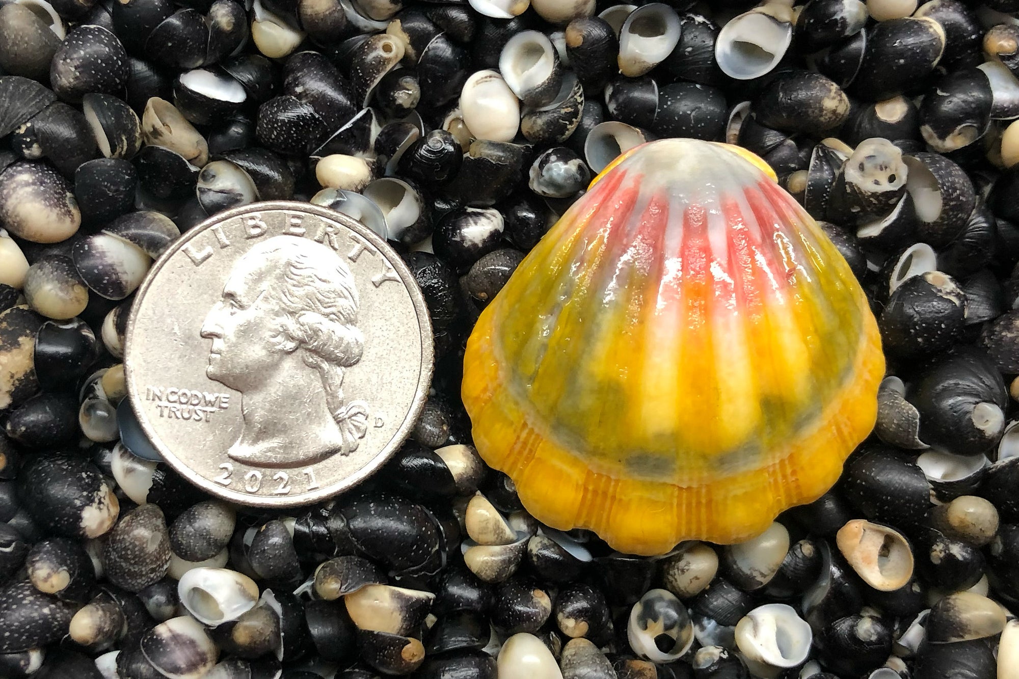 2798 Single Sunrise Shell