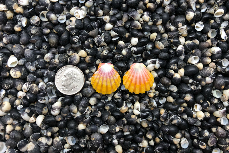 1046 Sunrise Shell Earrings