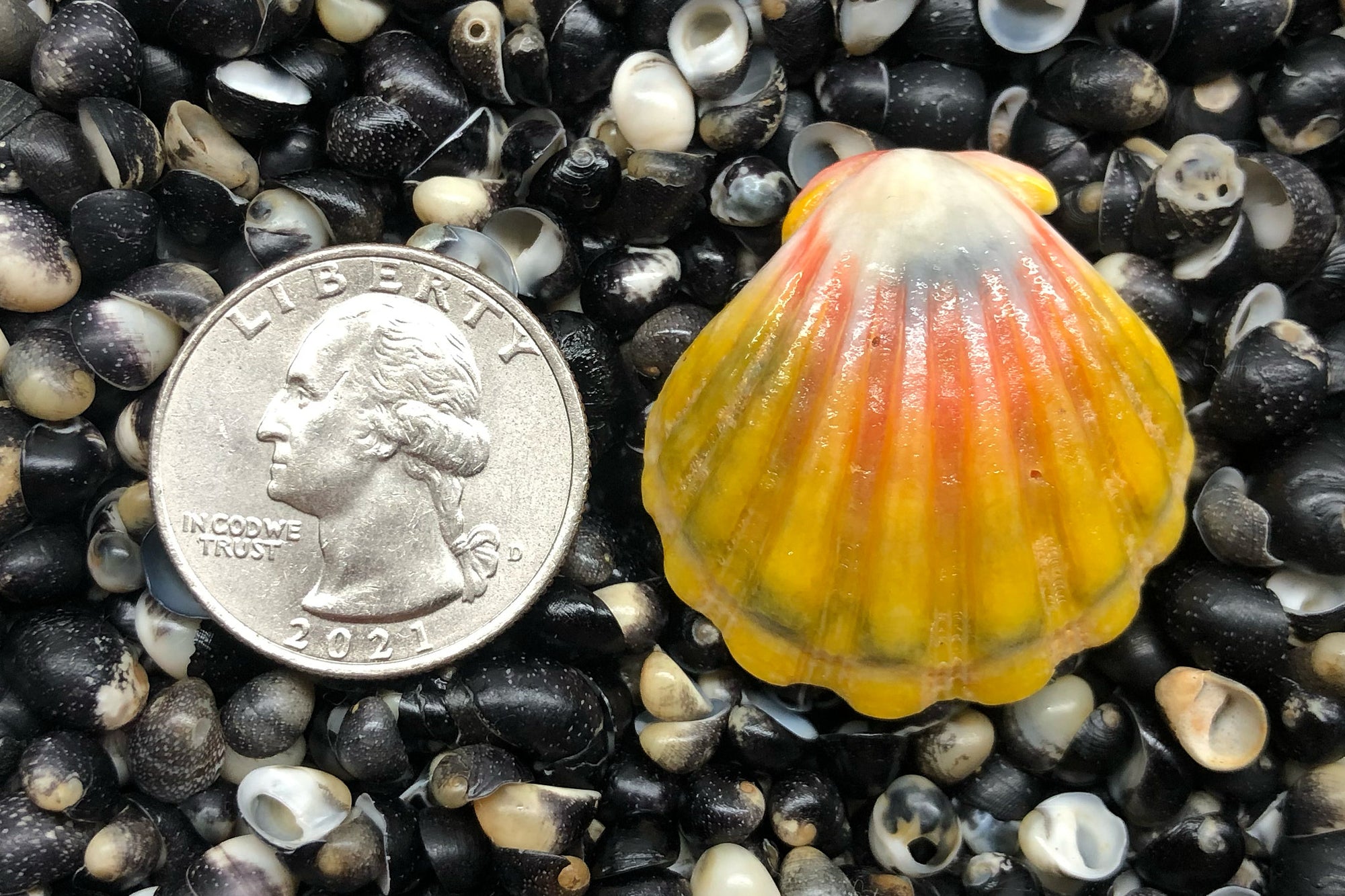 2800 Single Sunrise Shell