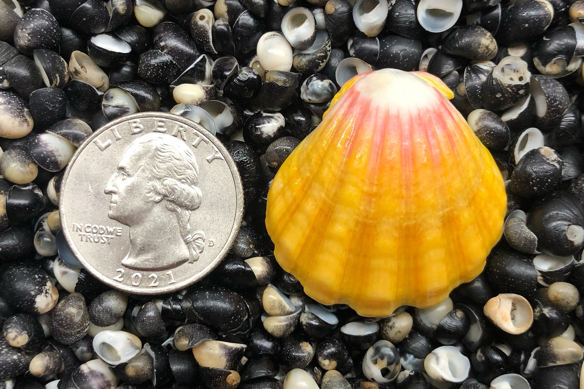 2802 Single Sunrise Shell