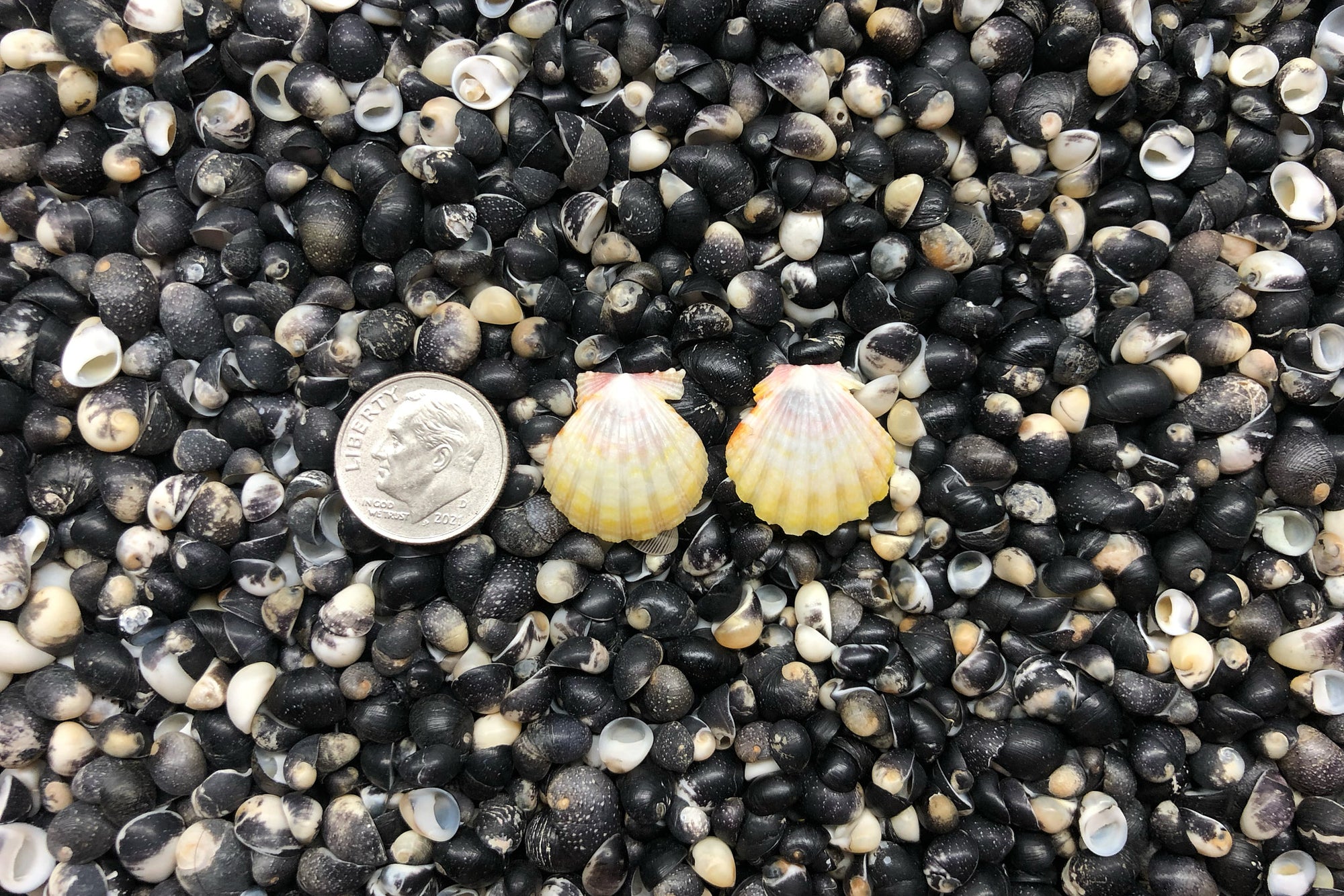 1052 Sunrise Shell Earrings